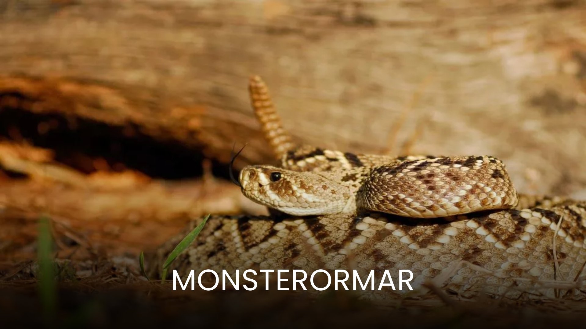 Monsterormar