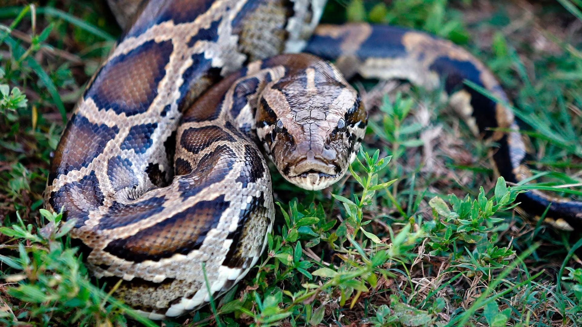 Python Invasion