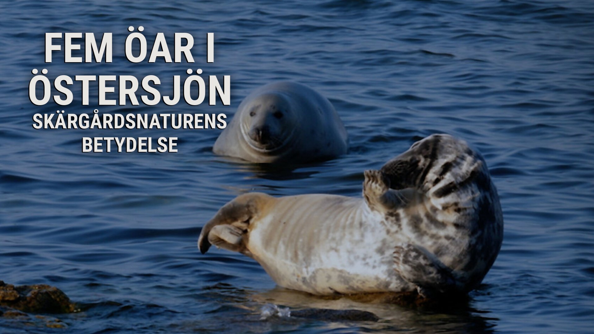 Fem öar i Östersjön