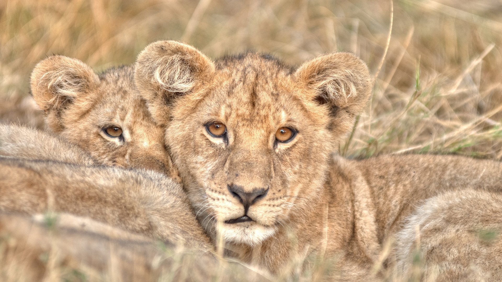 Lejonbröder: Från ungar till kungar