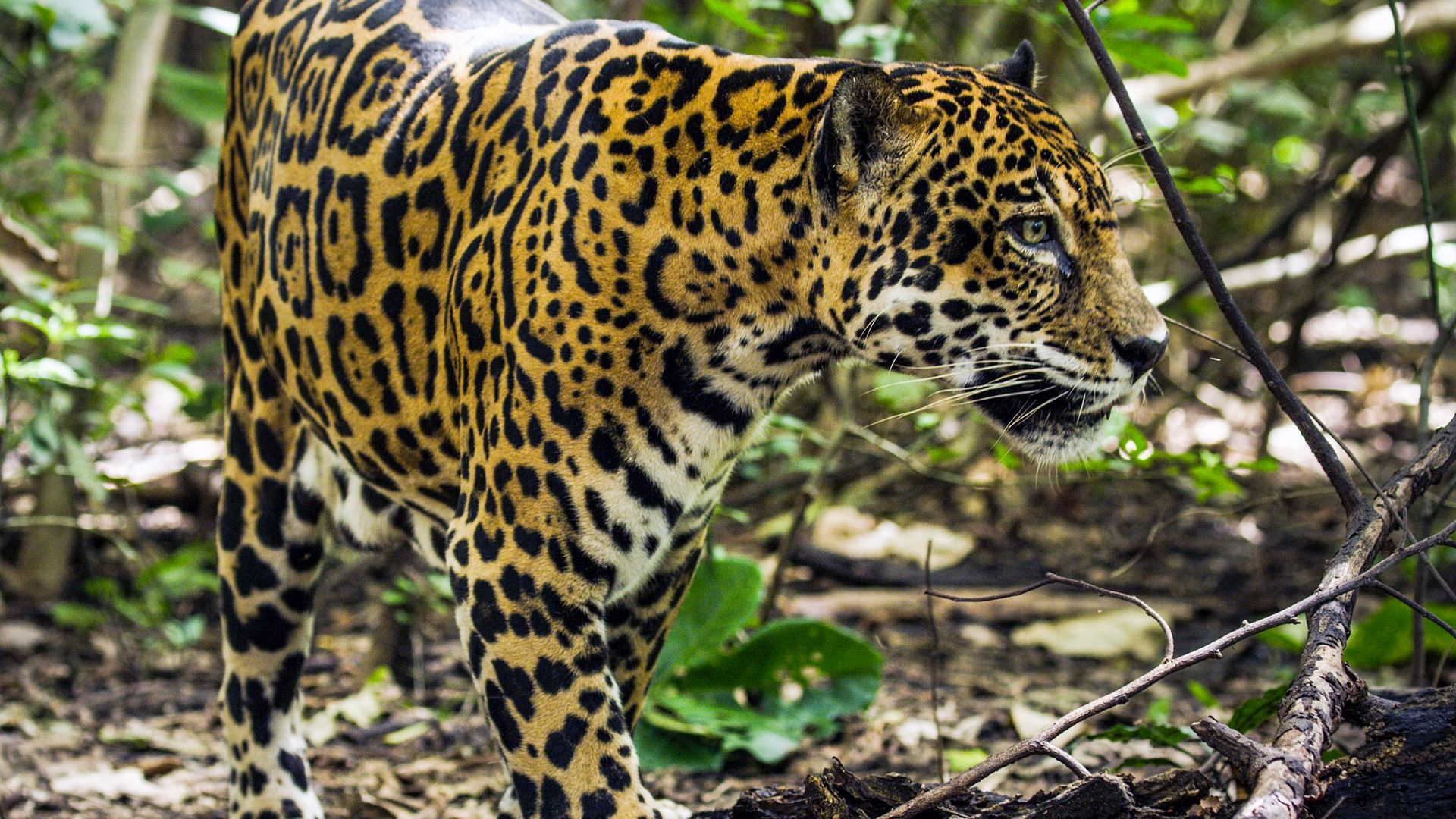 Jaguar Beach