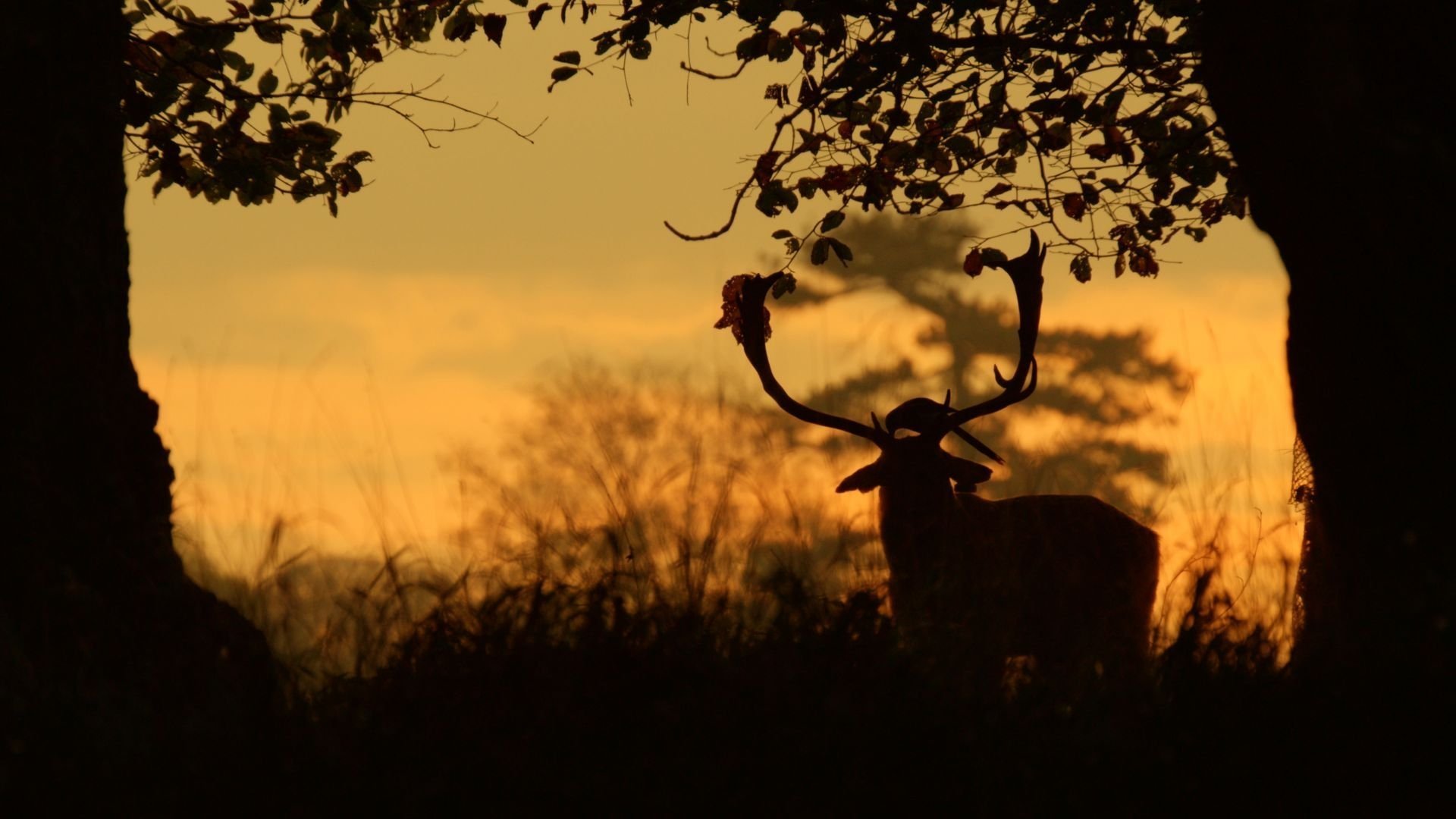 Ett år med Irlands natur