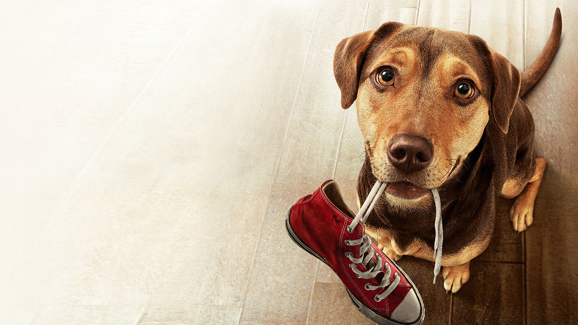 A Dog's Way Home