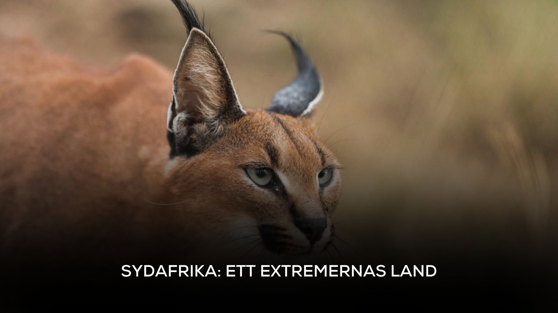 Sydafrika: Ett extremernas land