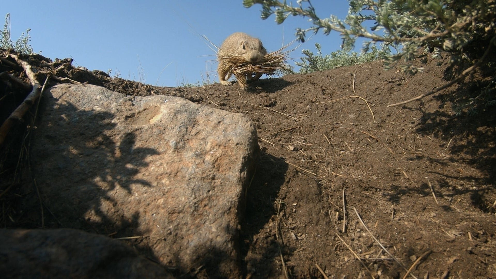 12. Det stora fåret