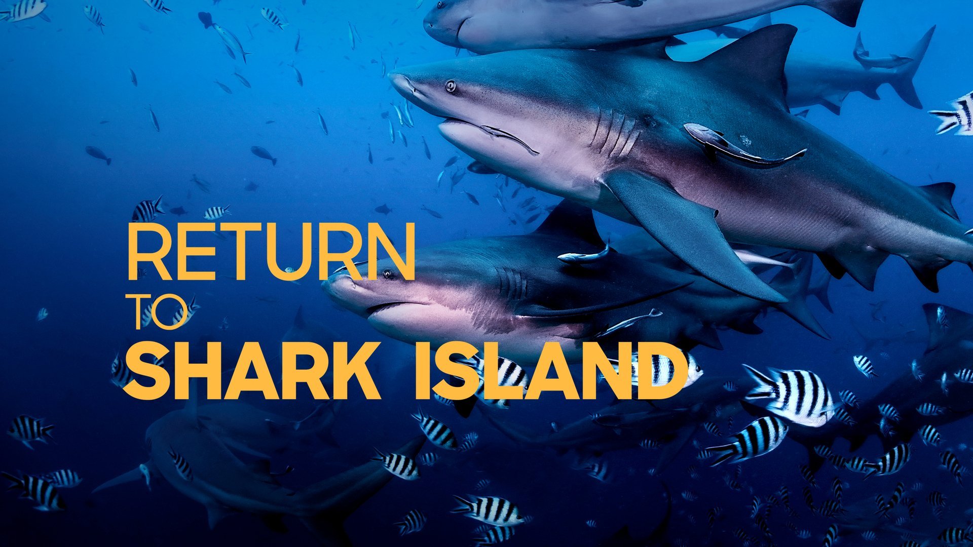 Return To Shark Island