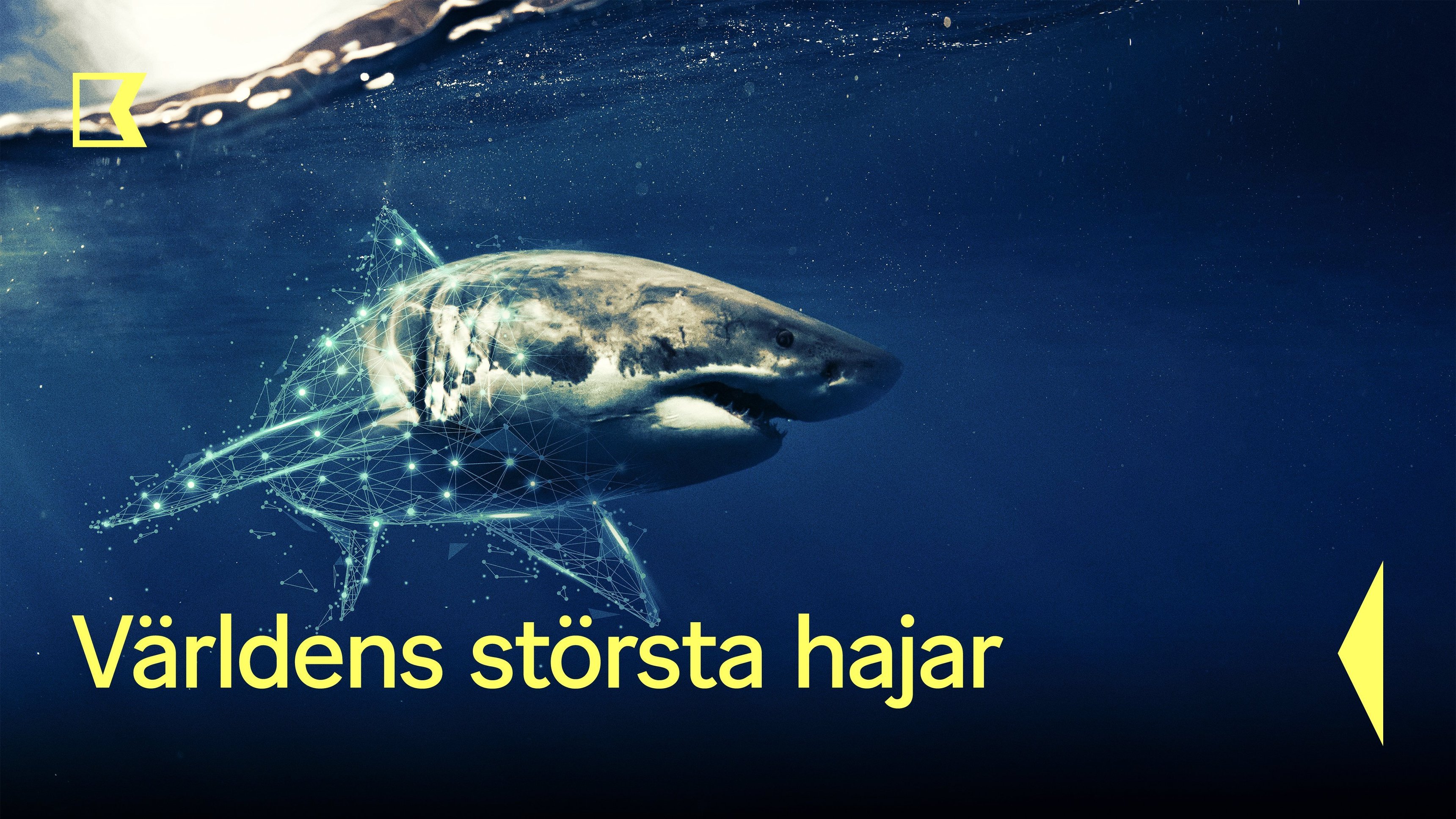 Världens största hajar