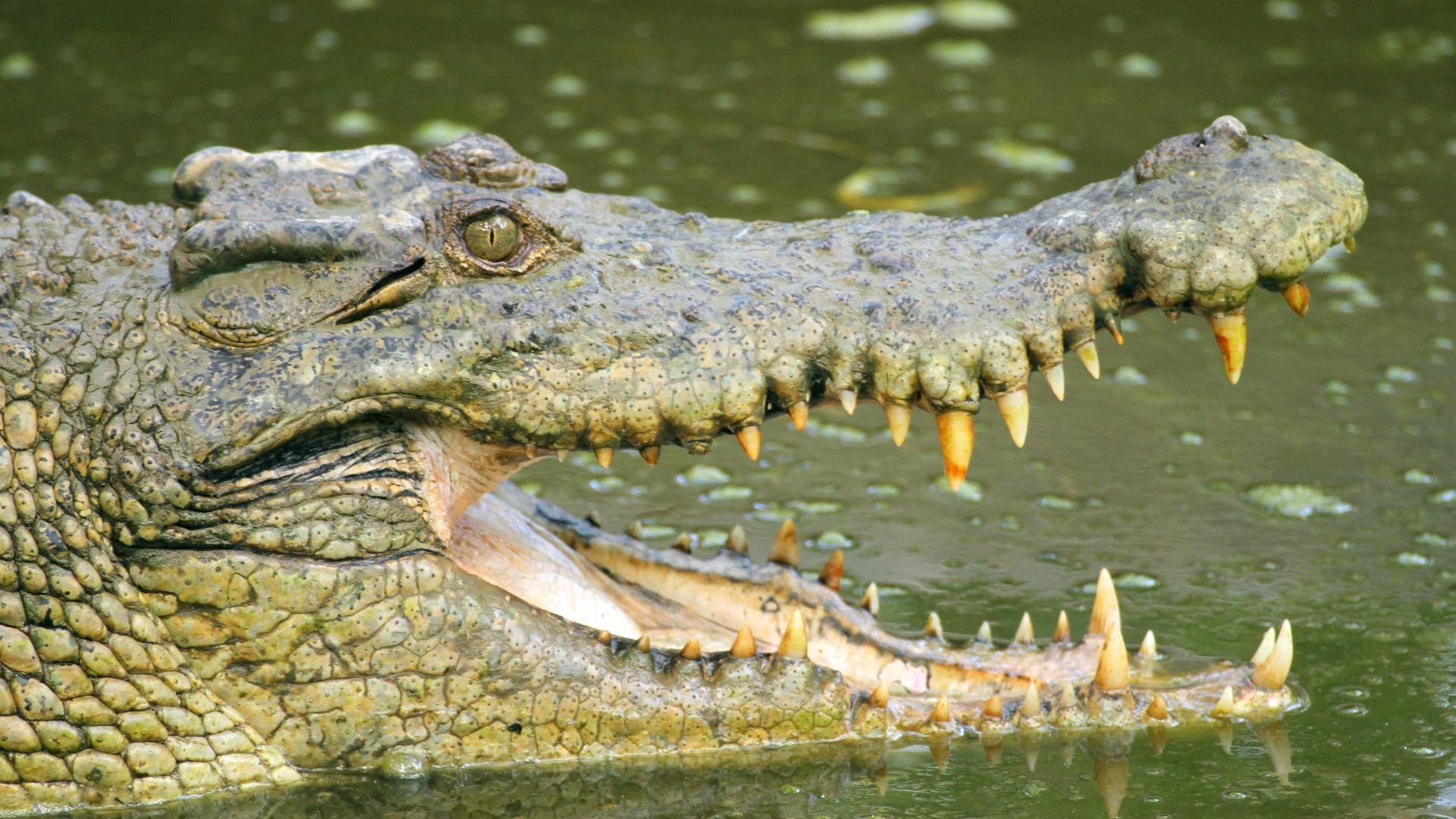 2. Jurassic Jungle