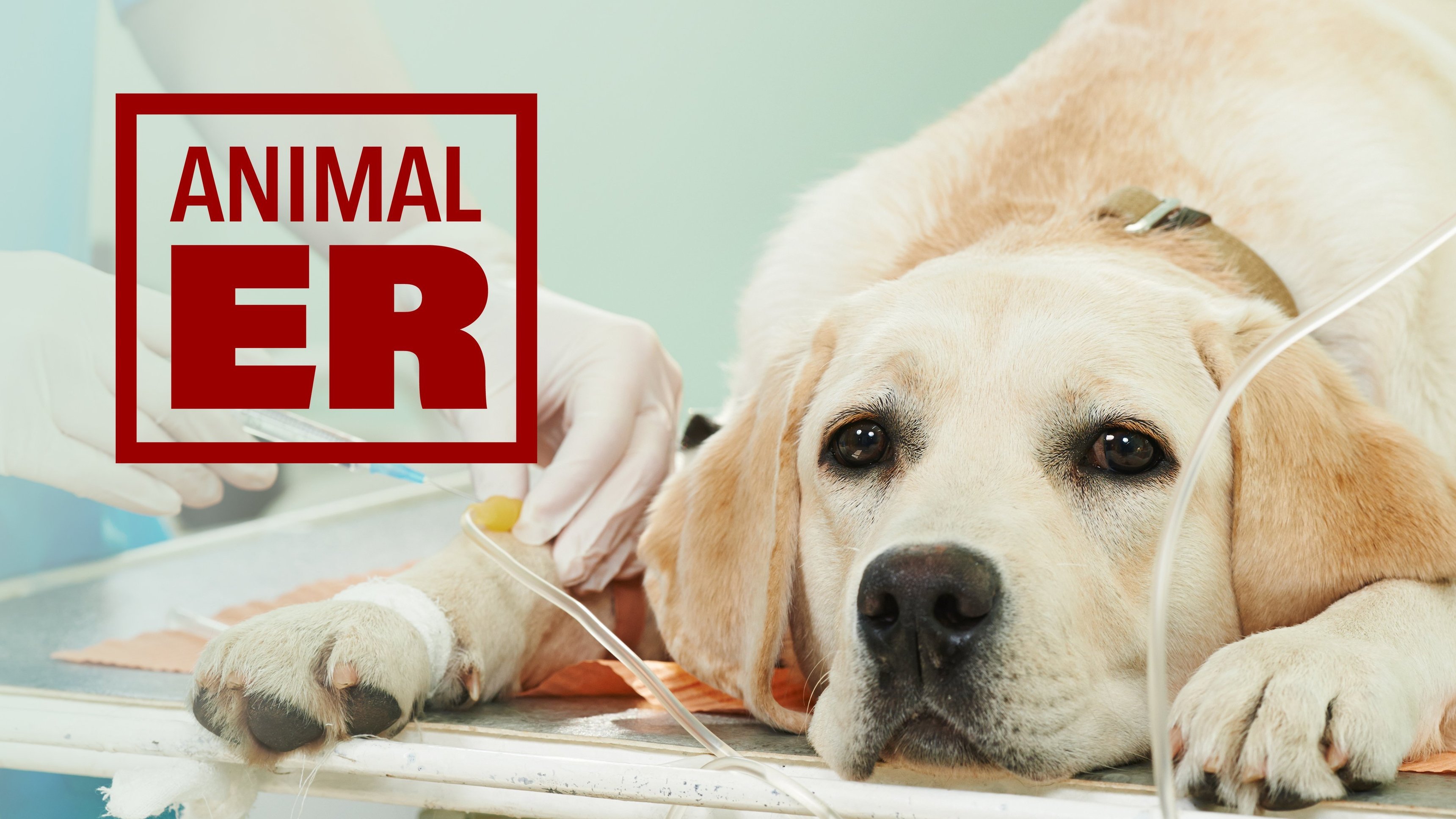 Animal ER