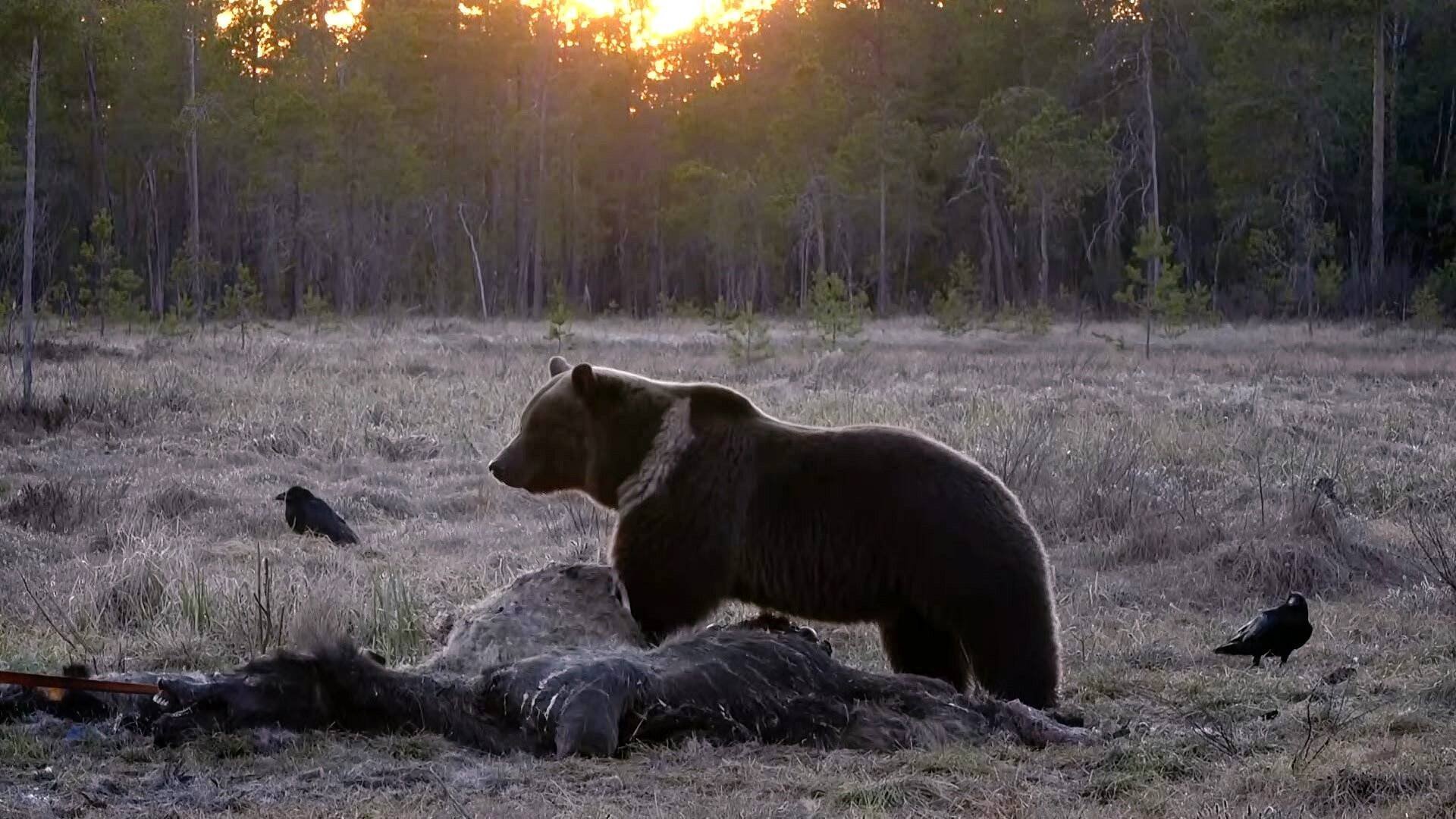 Den stora älgvandringen 2025 - höjdpunkter