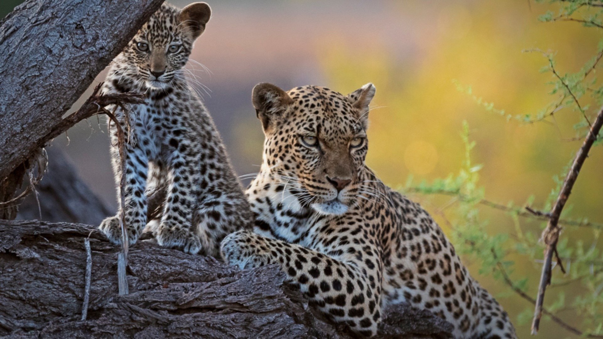 Mashatu: Land of Leopards
