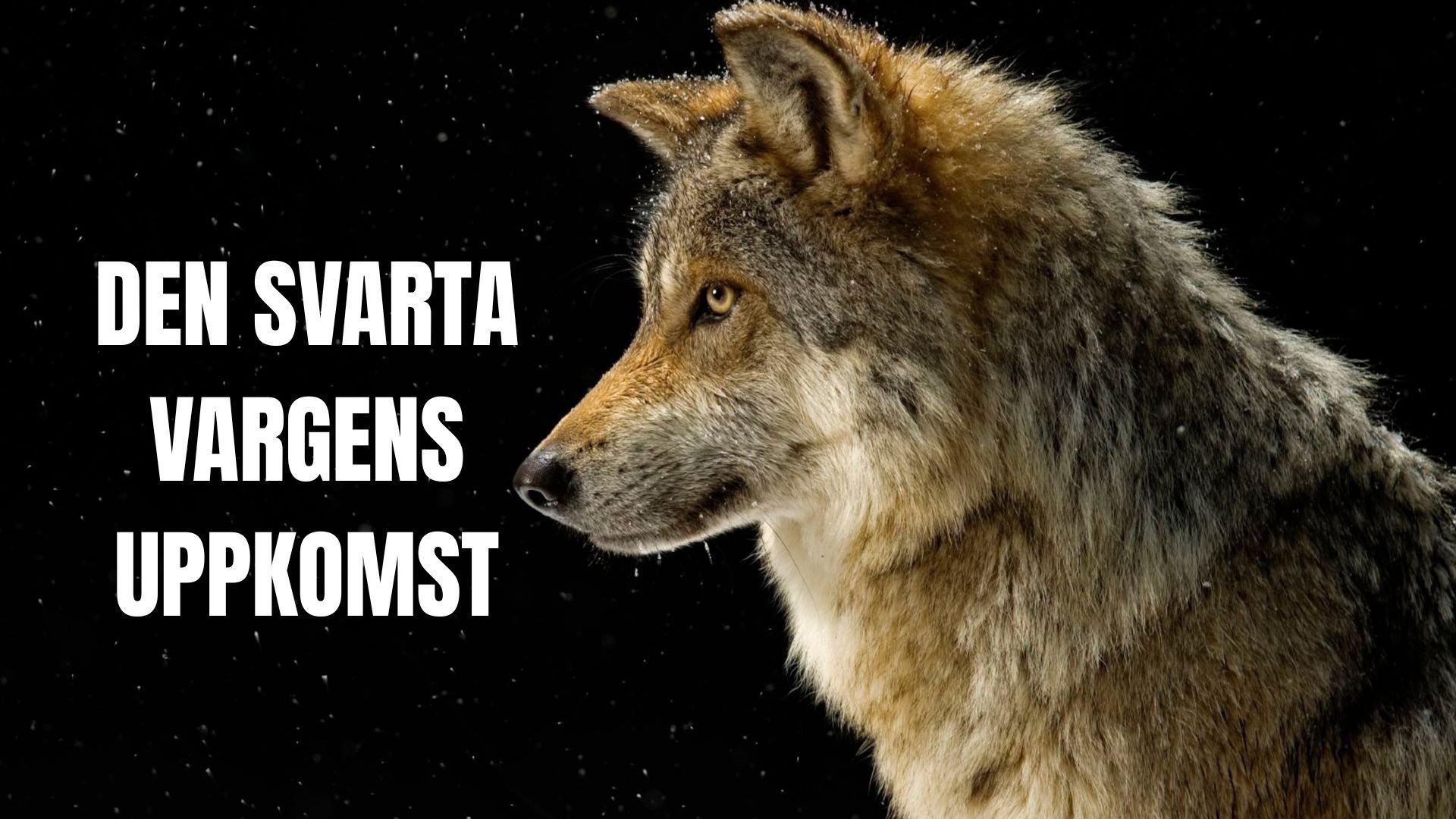 Den svarta vargens uppkomst