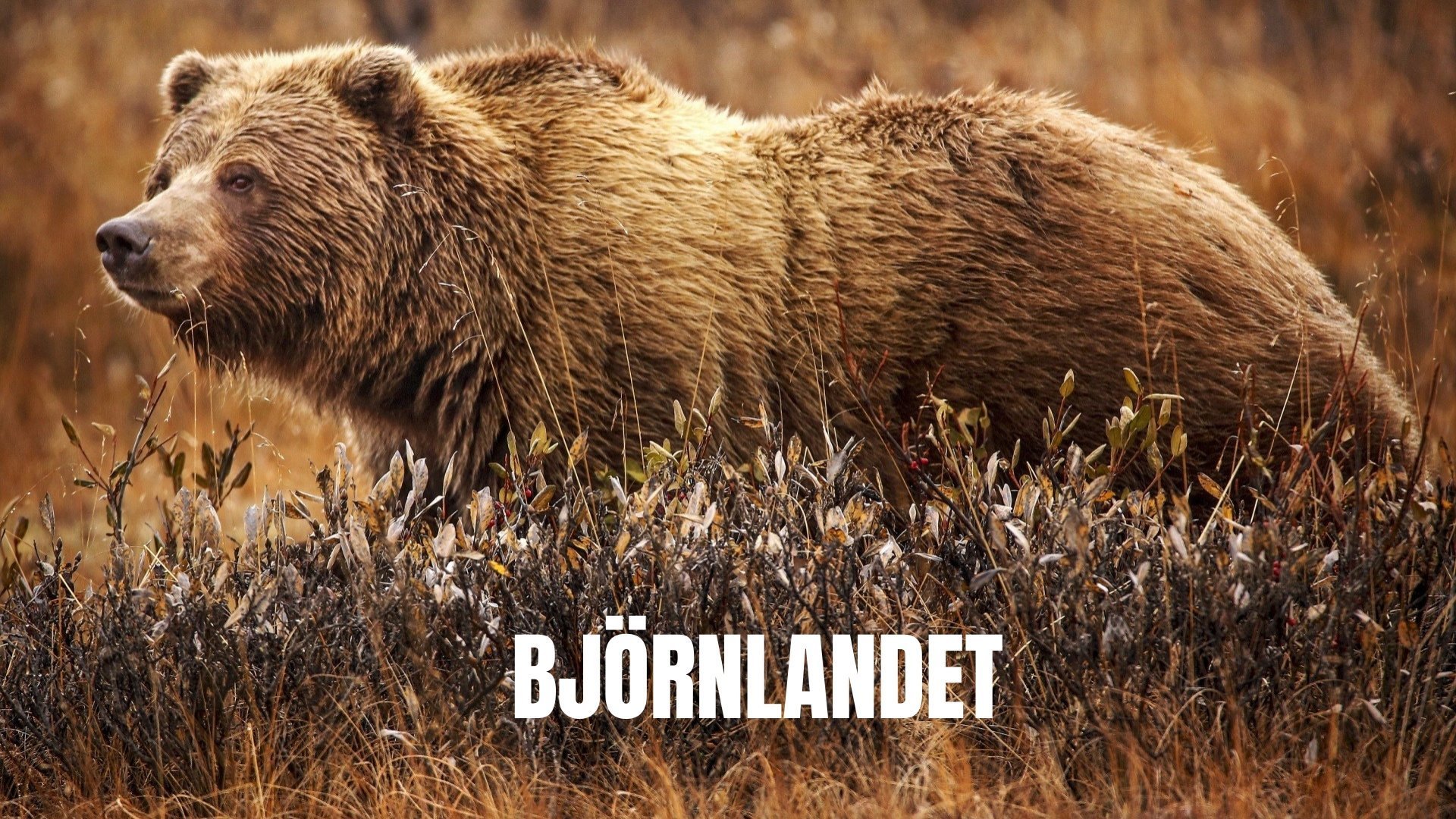 Björnlandet