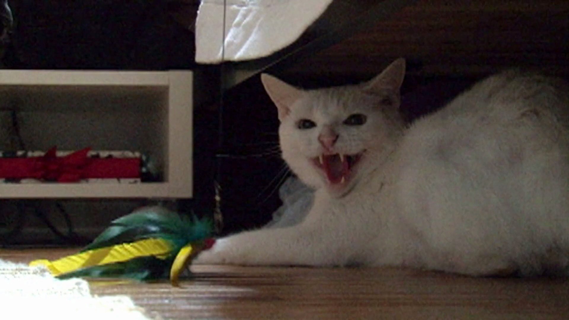 3. Wildcat!