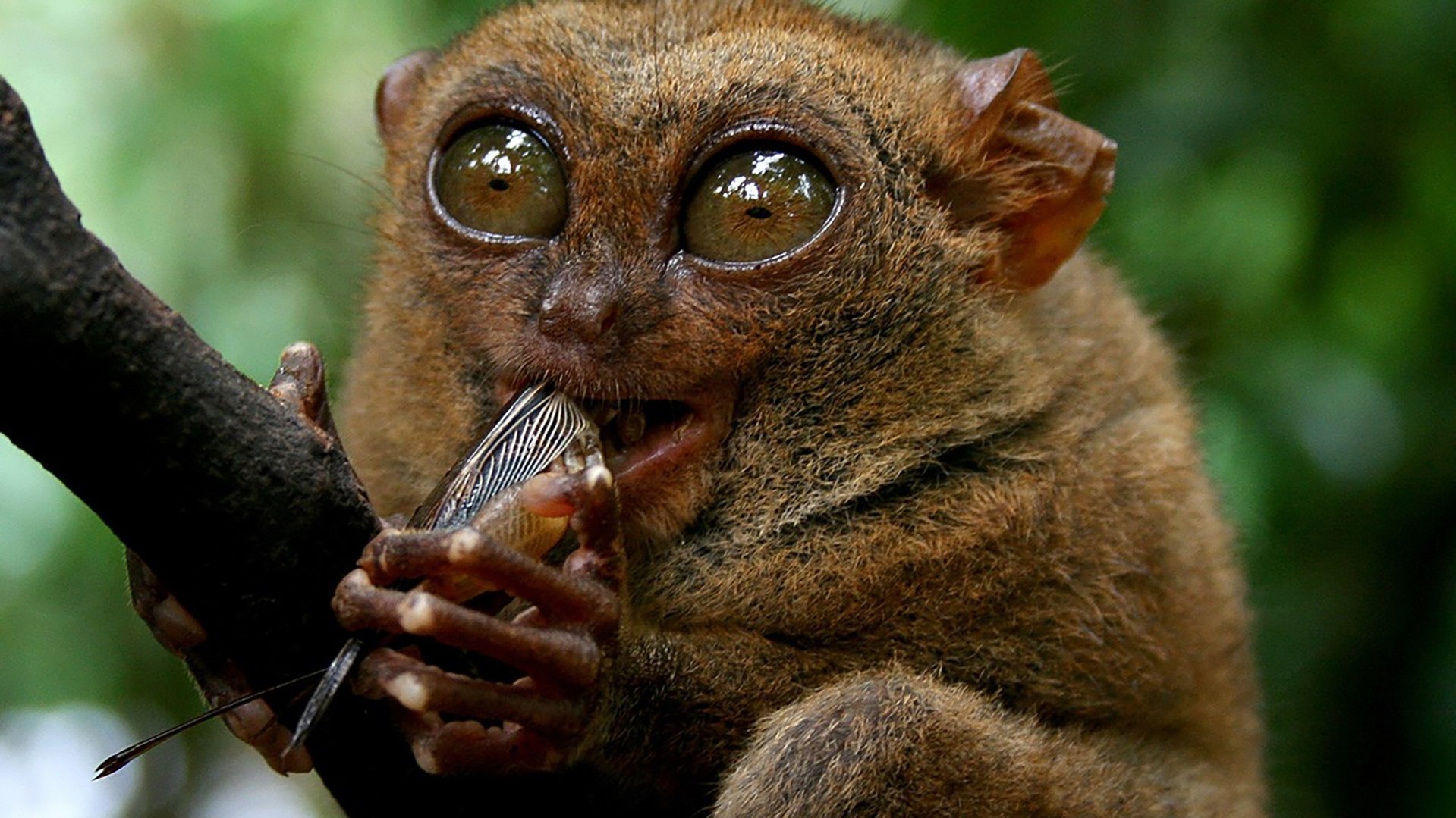 Världens märkligaste djurhjärnor