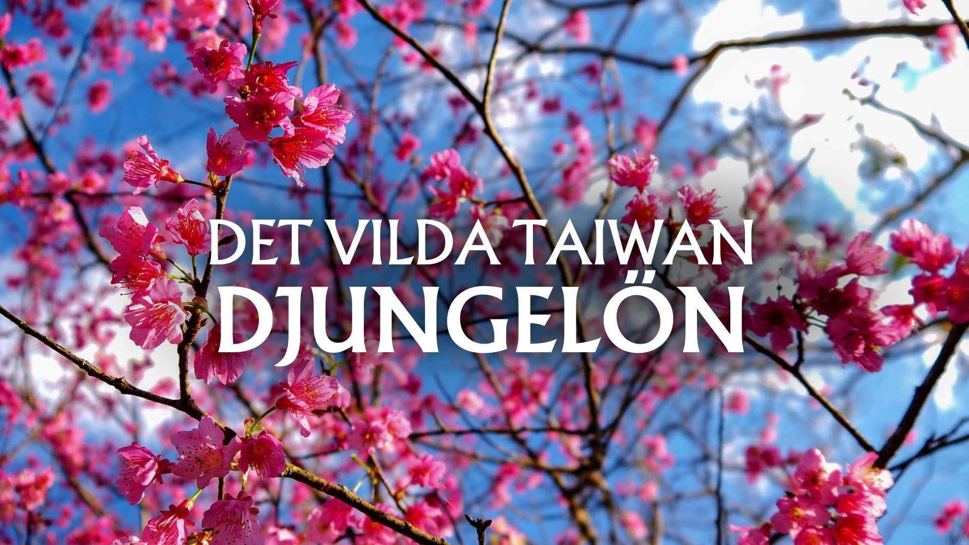 Det vilda Taiwan - Djungelön