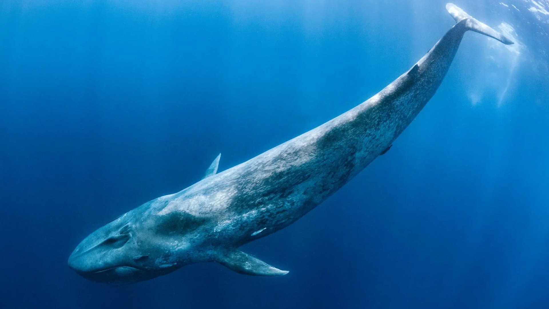 1. Deep Sea Titans