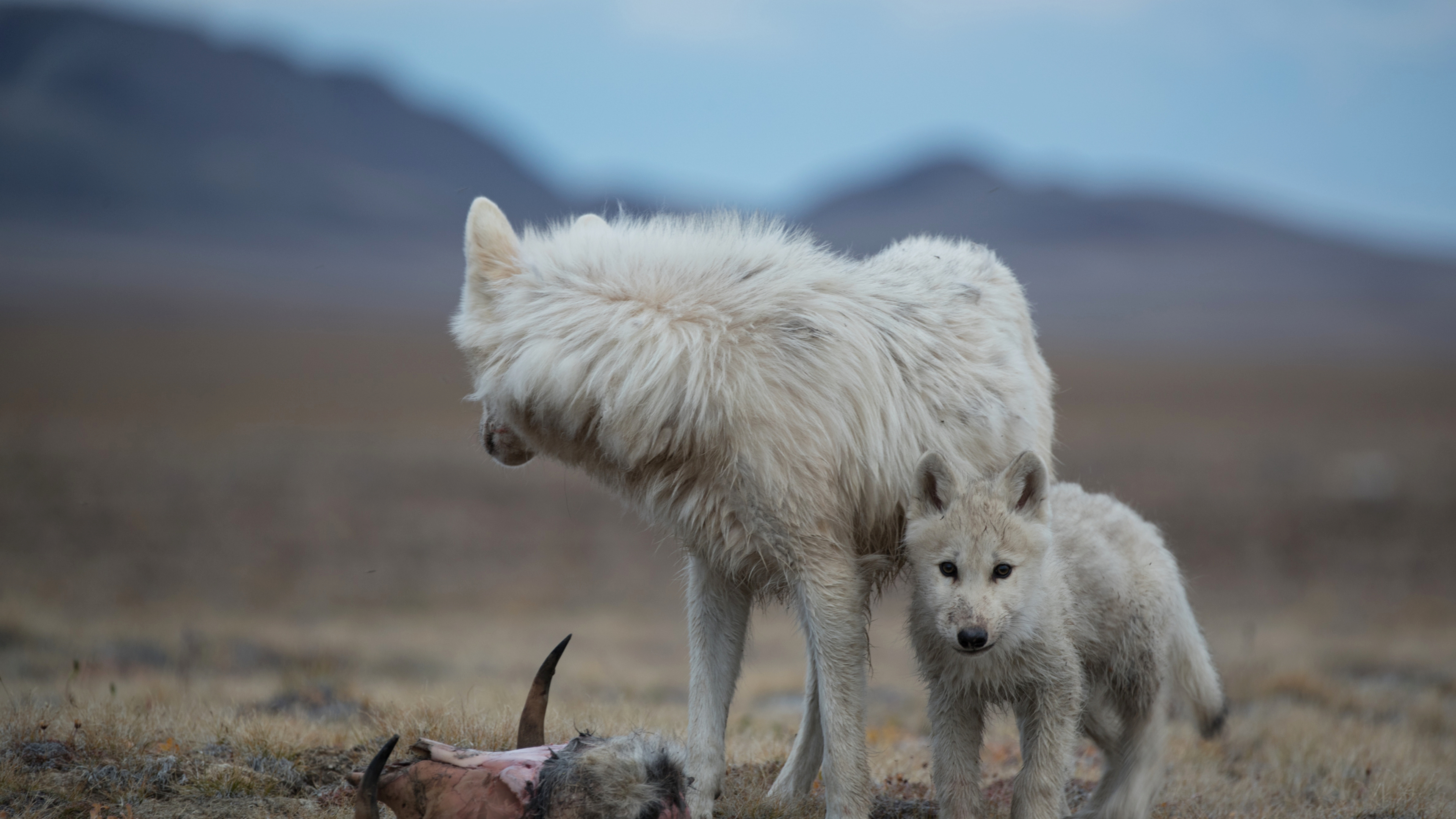 2. The Wolf Queen
