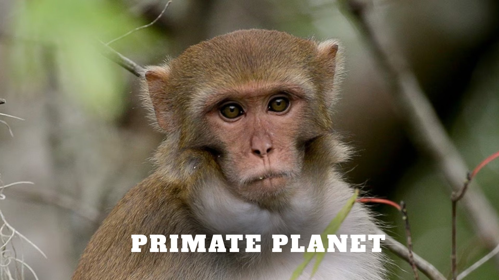 Primate Planet