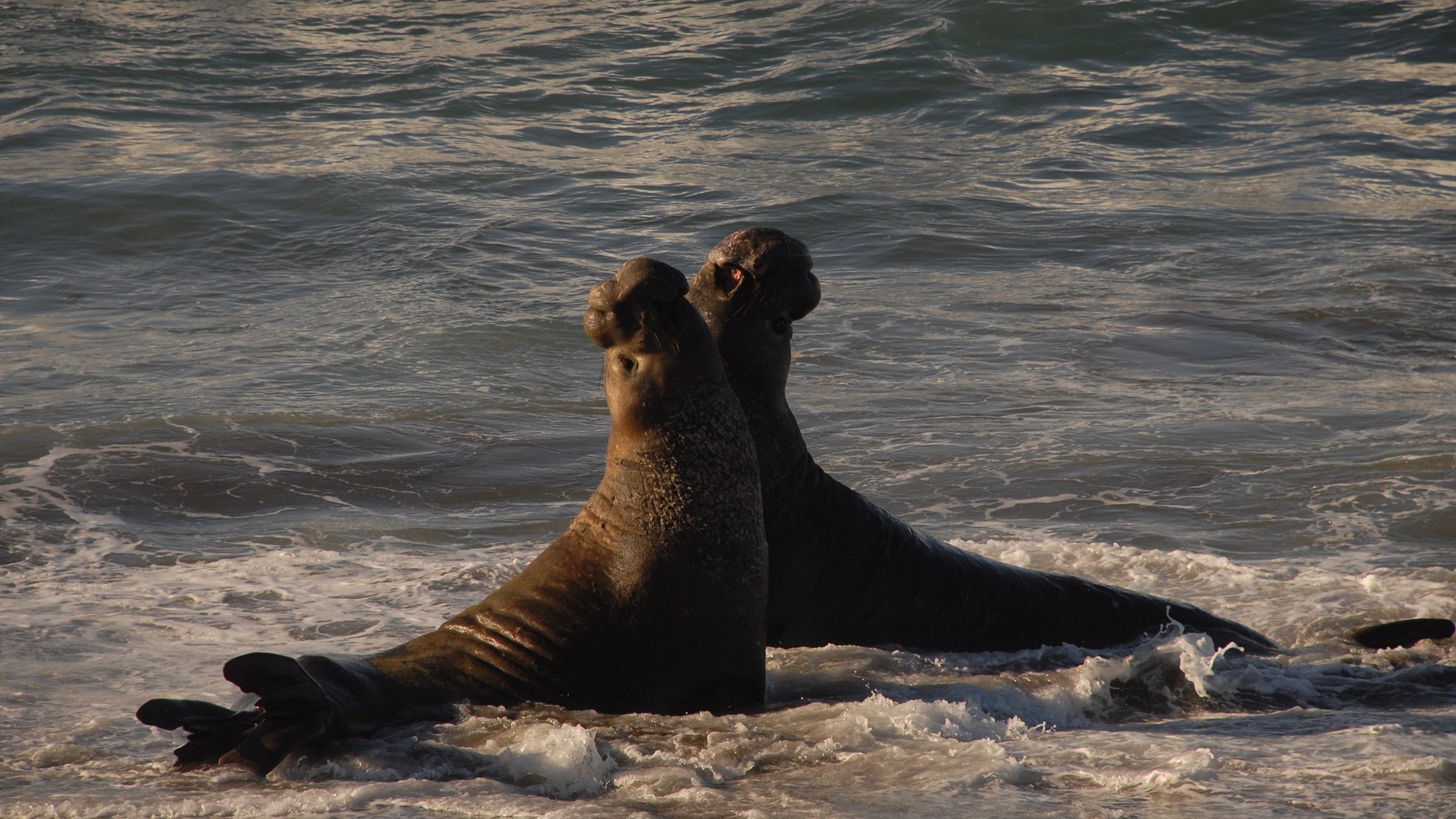 2. Feeding Frenzy