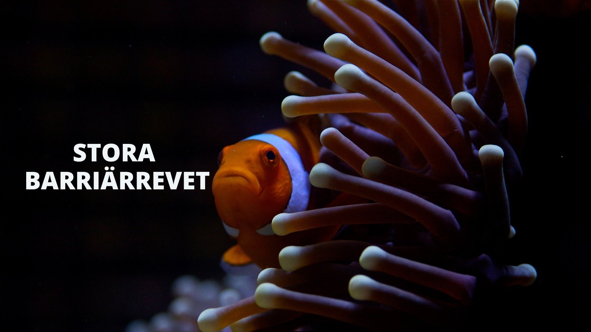 Stora barriärrevet