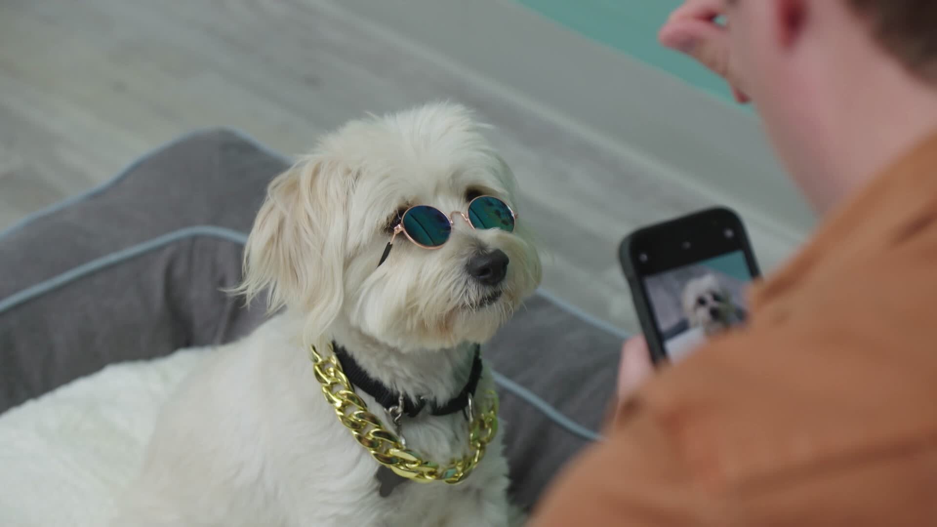 25. Dog meet dog