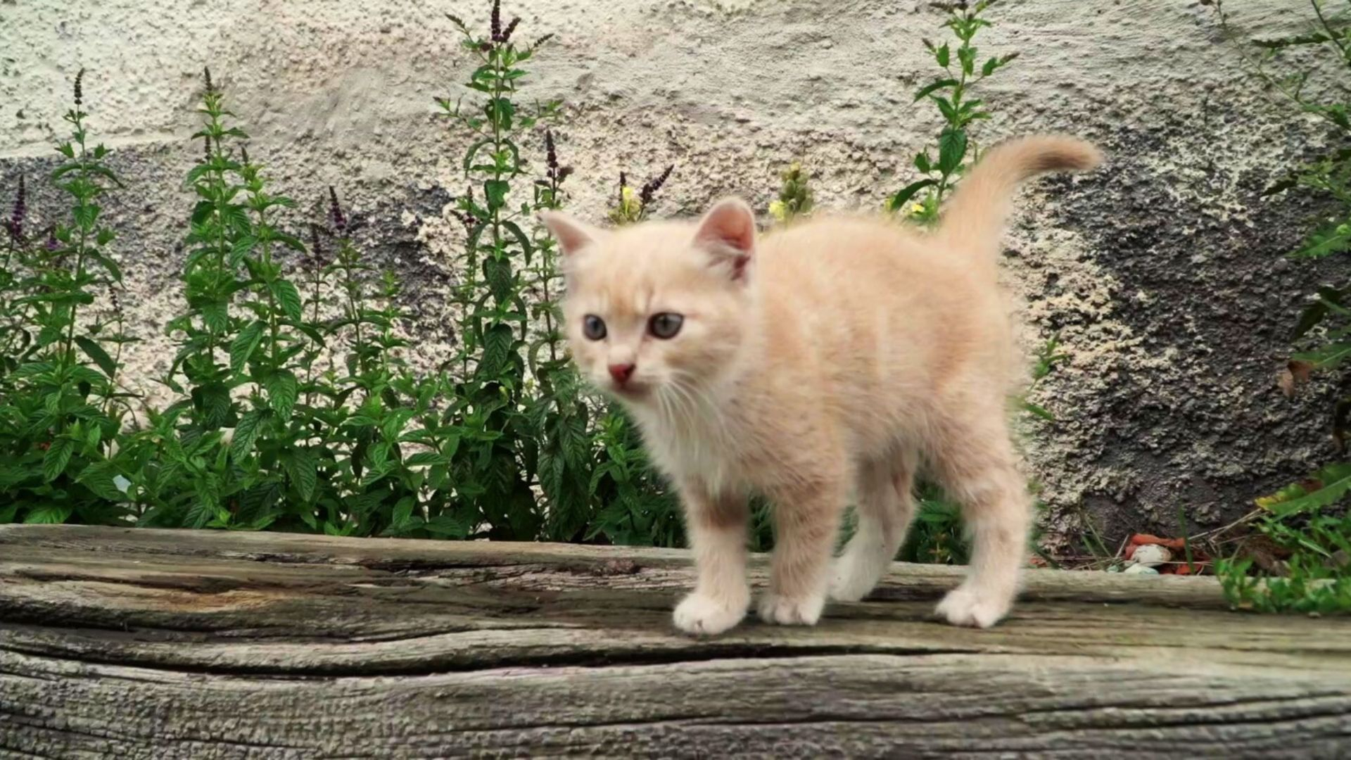 32. Kattunge på upptäcktsfärd