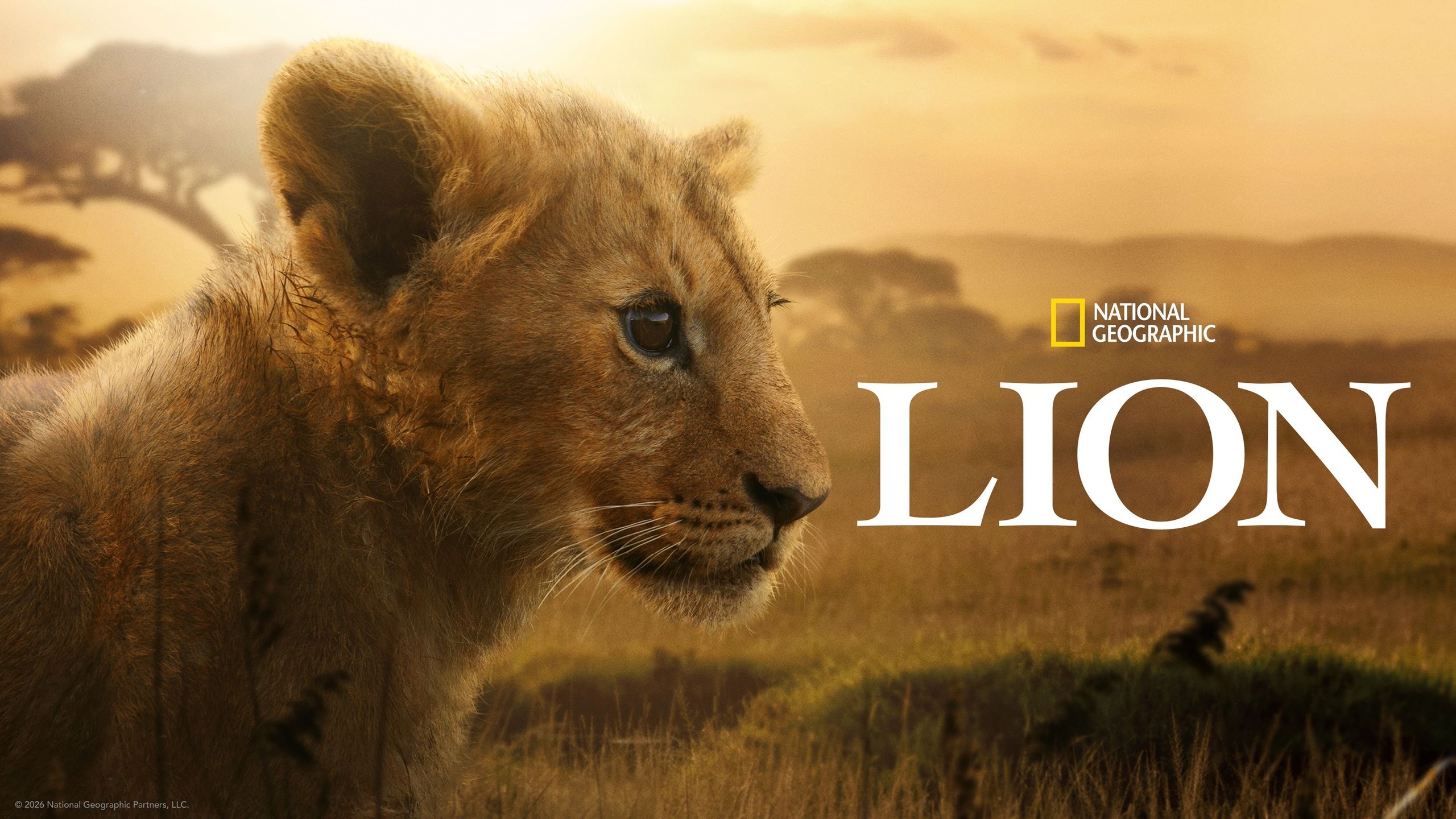 Lion