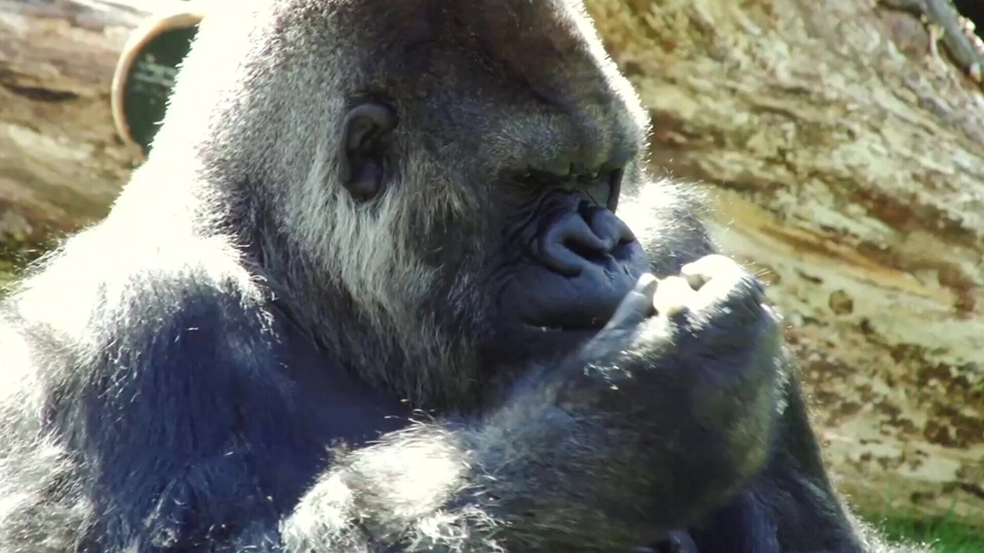 7. Gorilla äter banan