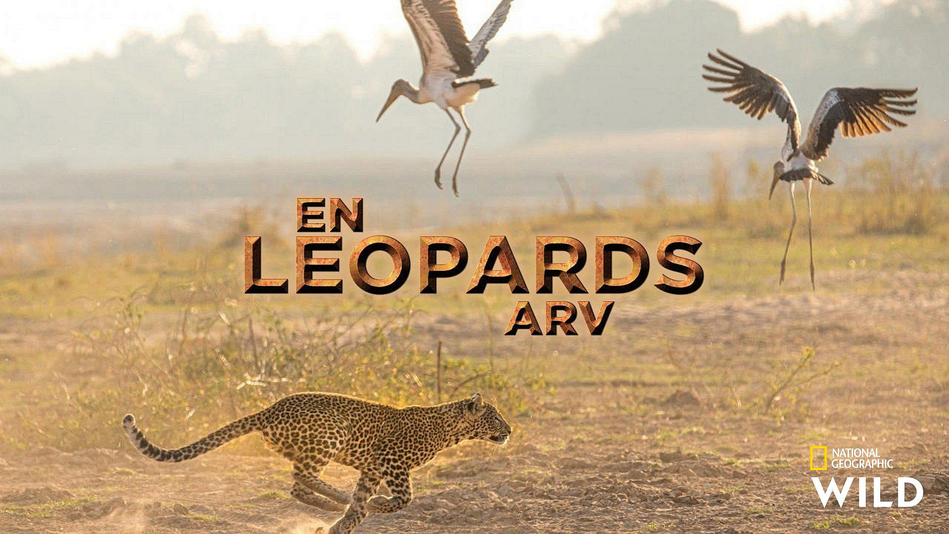 En leopards arv