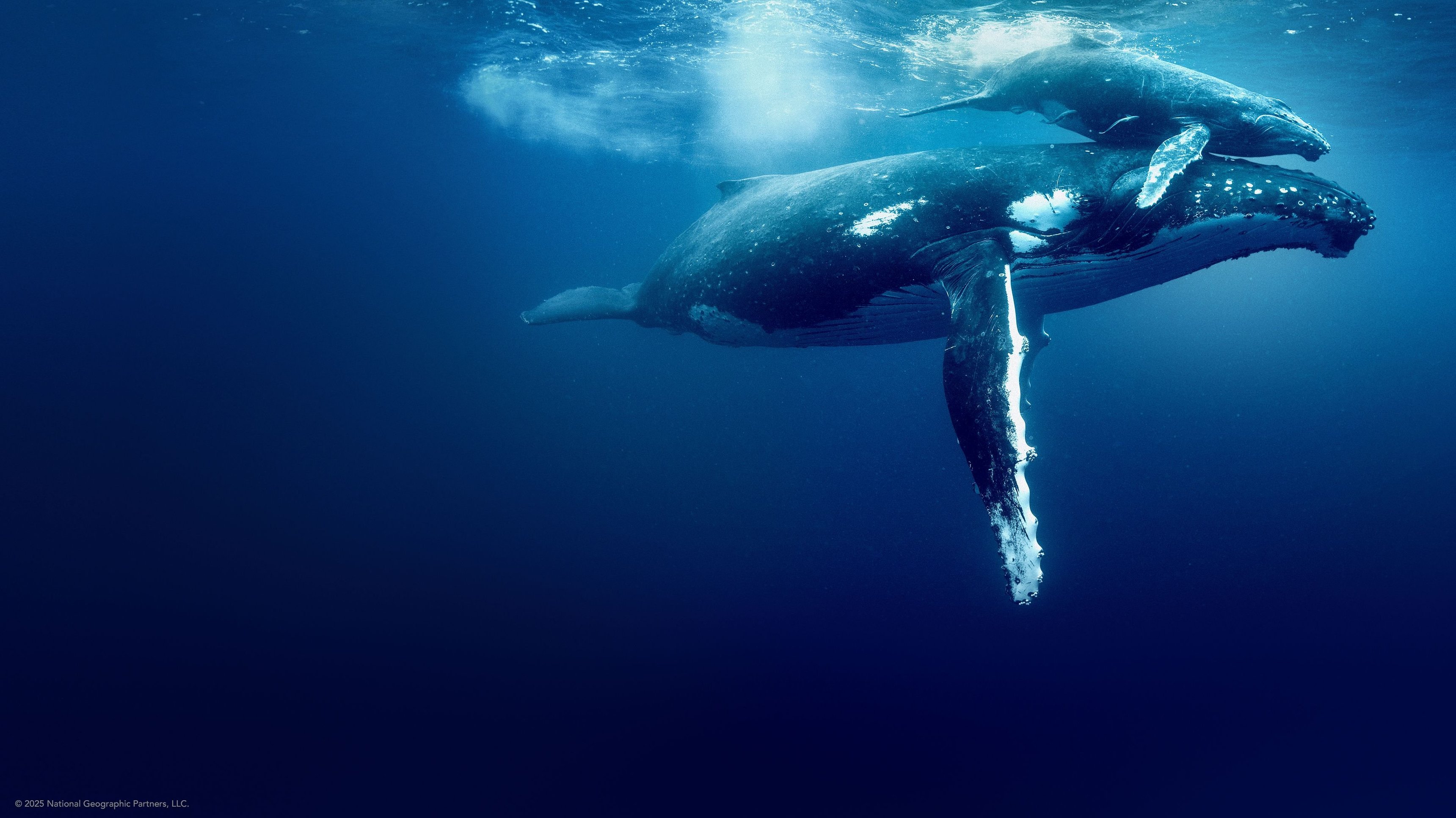 Ocean with David Attenborough