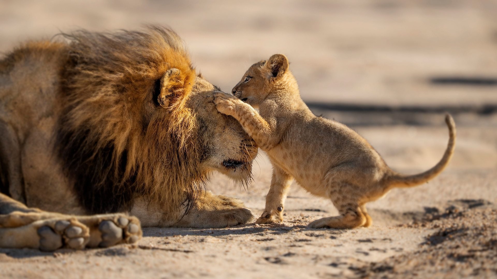1. Lejonungar och gorillapappor