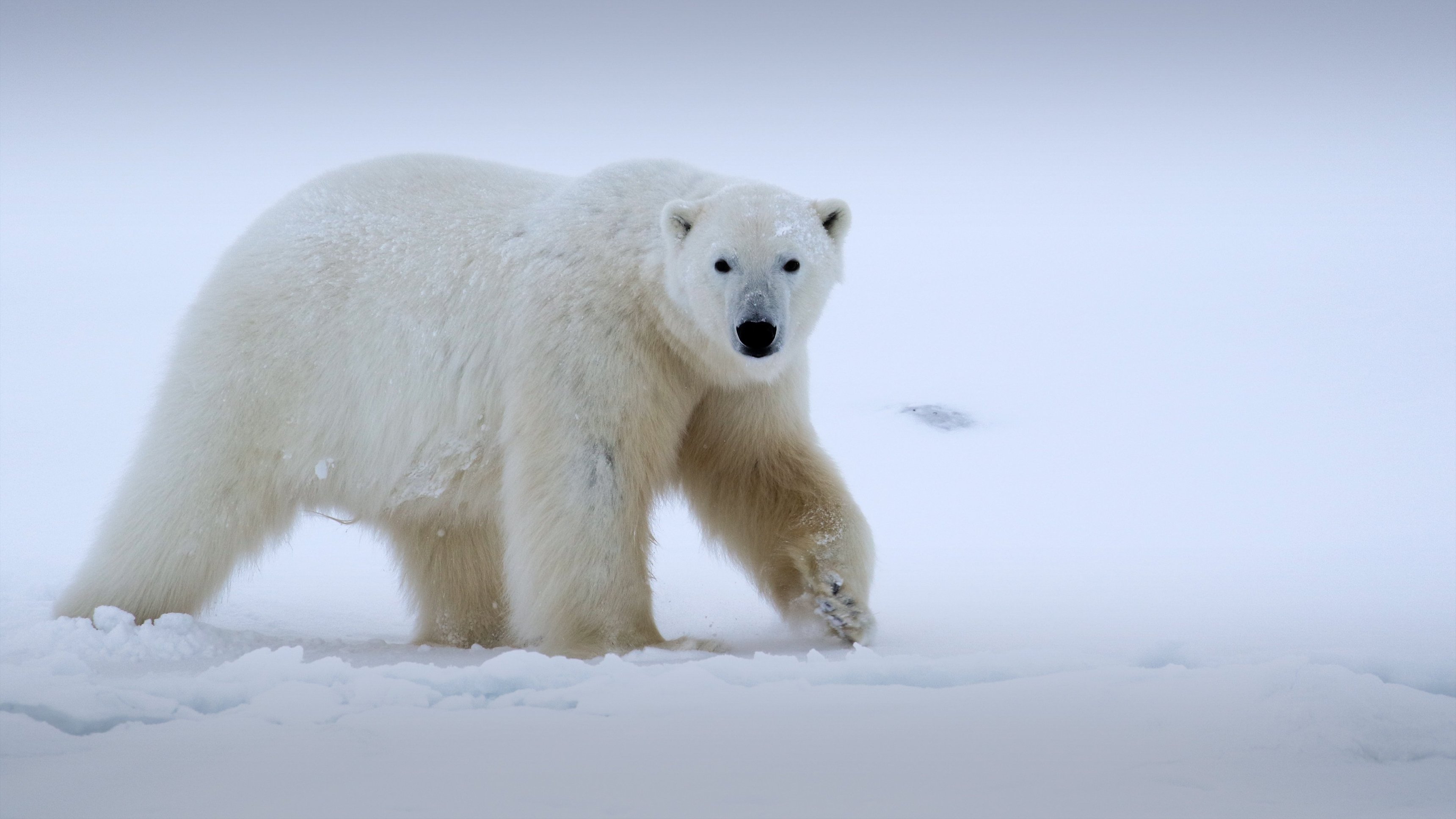 Världens natur: Vinter