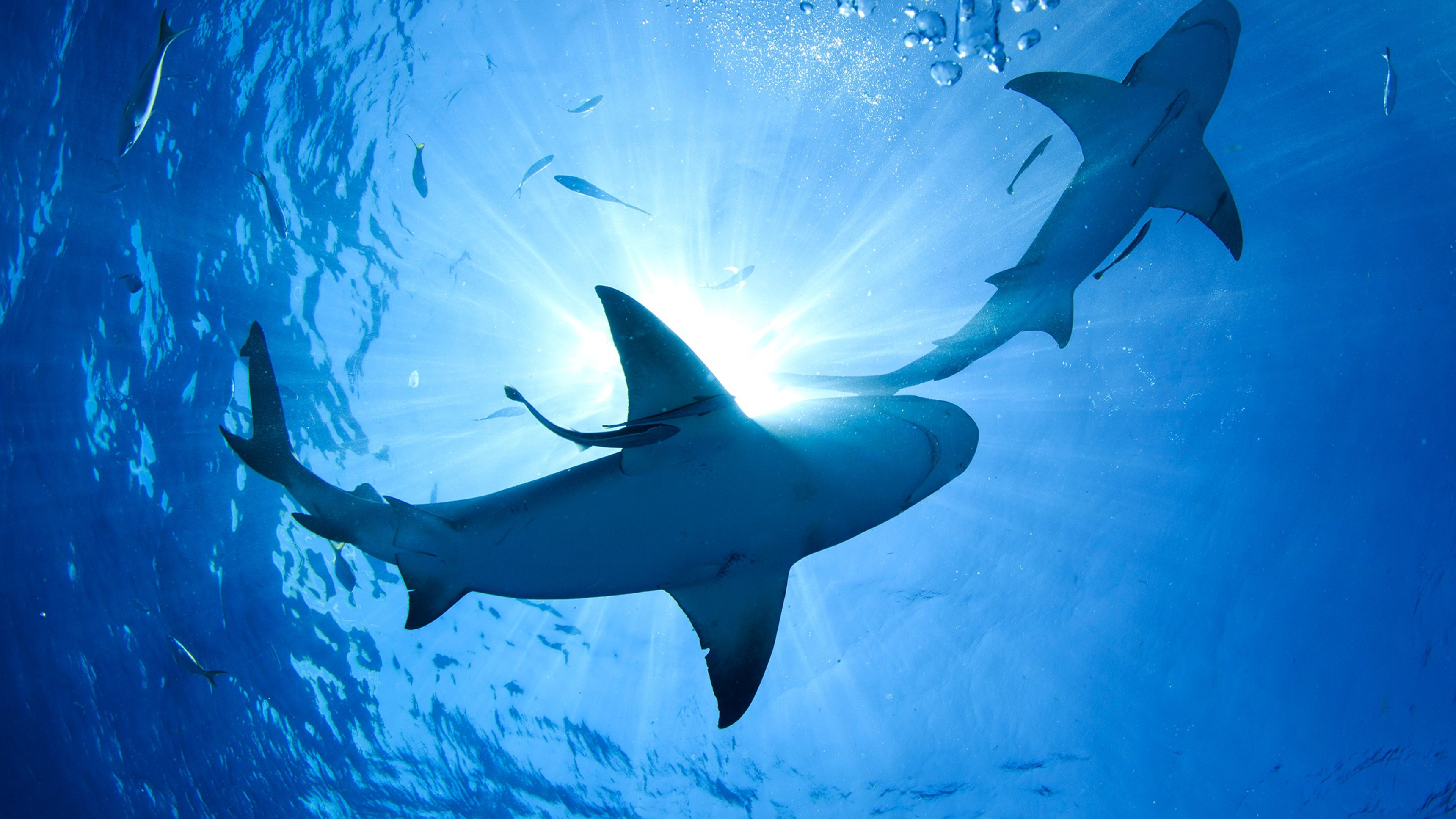 Great White Shark Babies