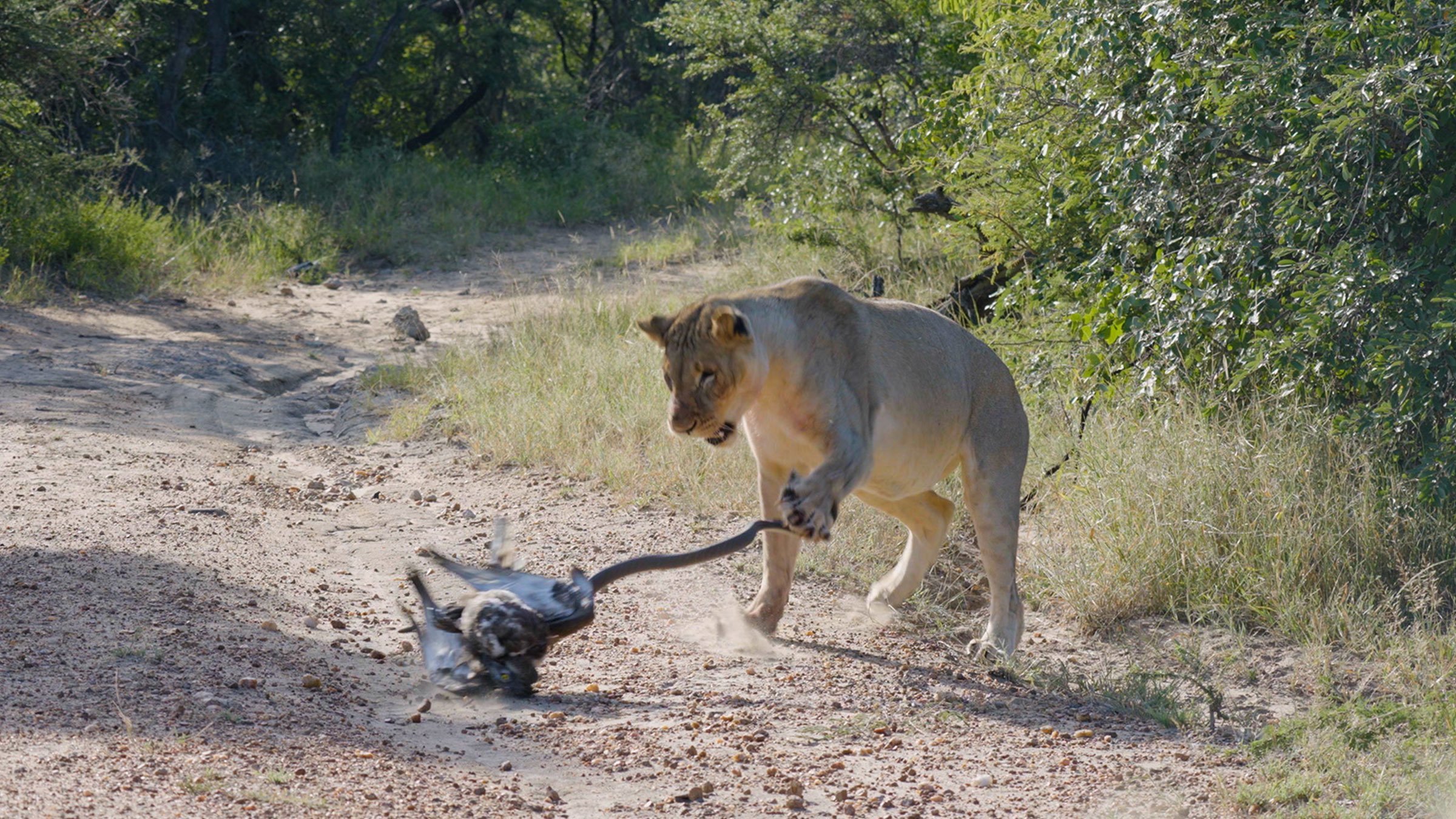 1. Baboons in Charge