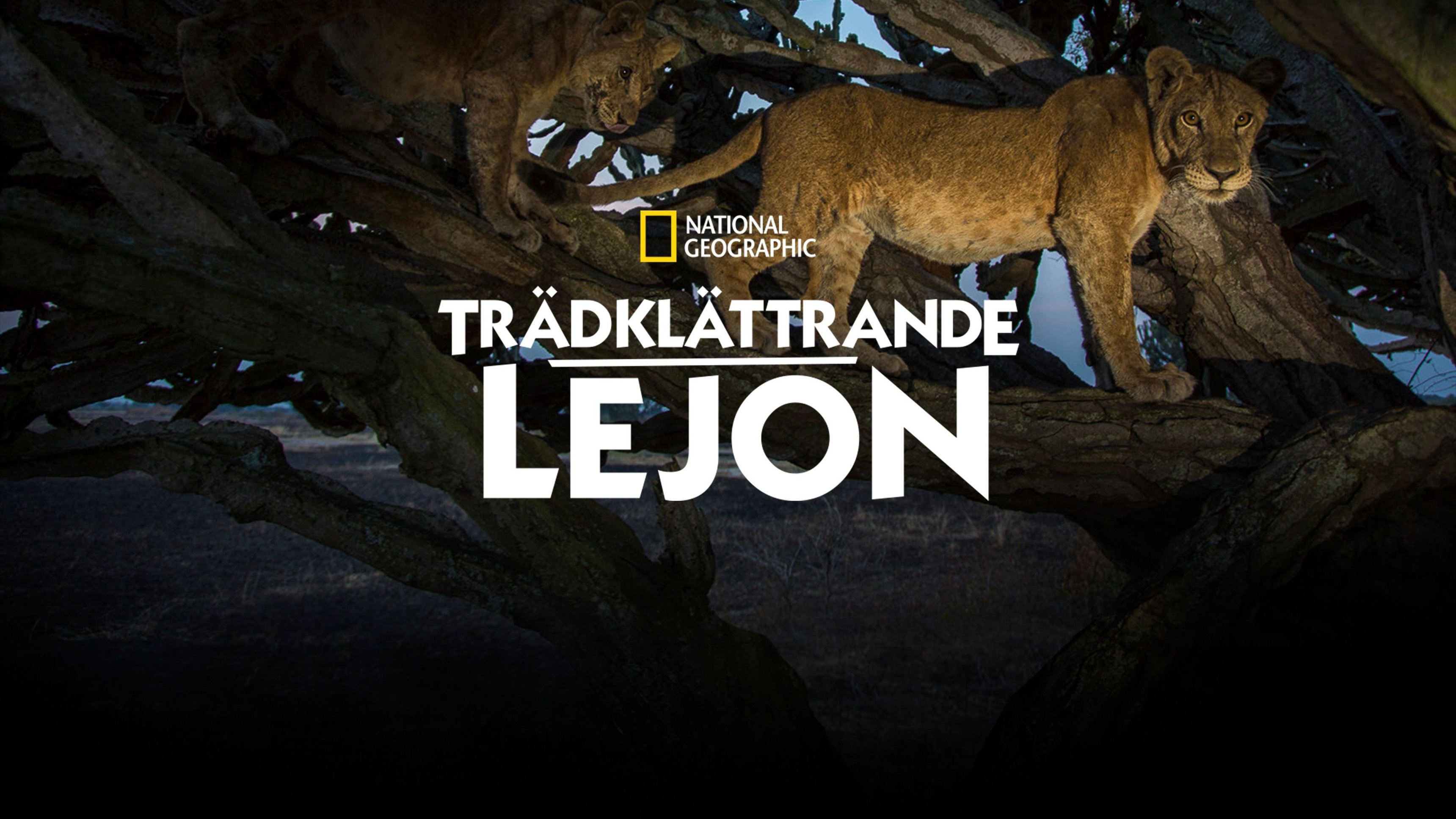 Trädklättrande lejon