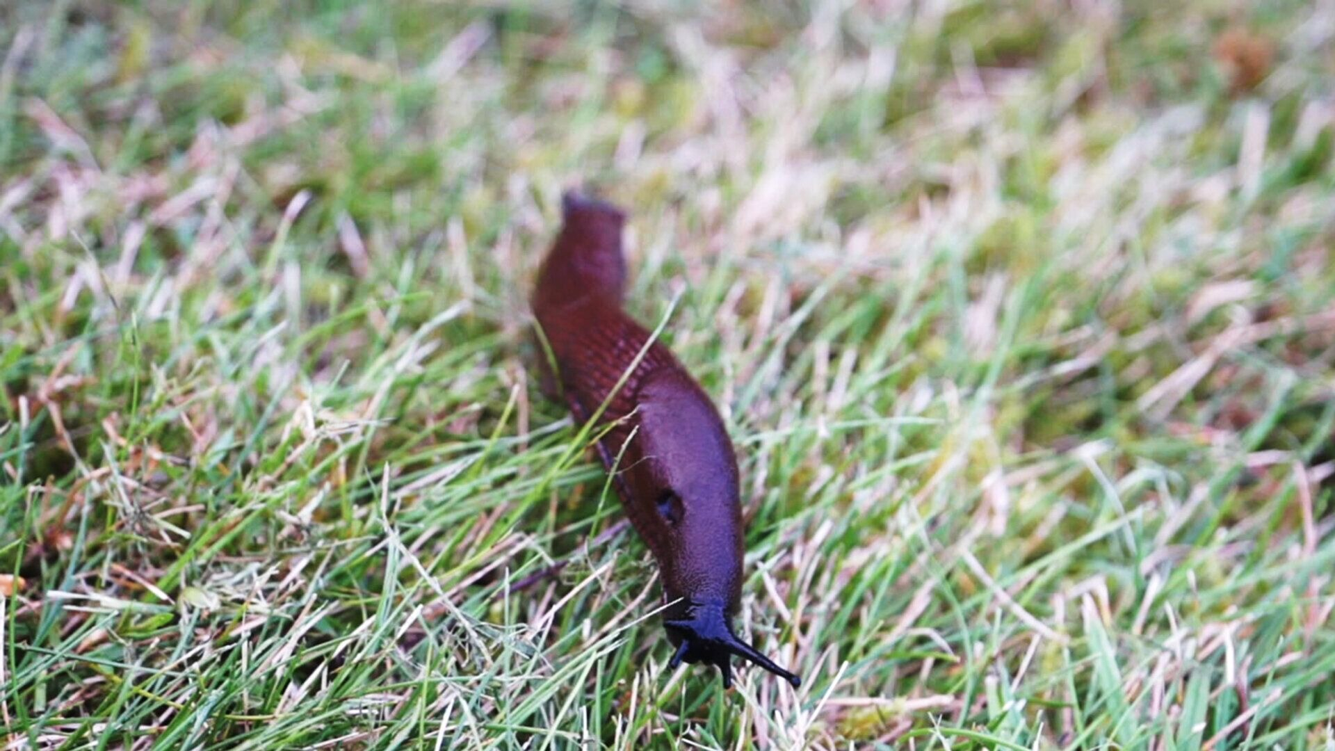24. Skogssnigel