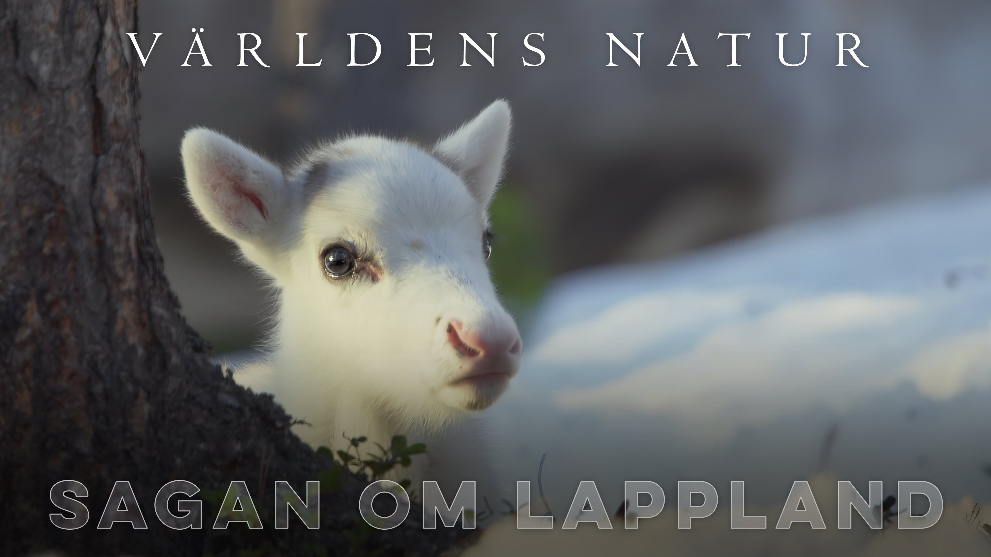 Världens natur: Sagan om Lappland