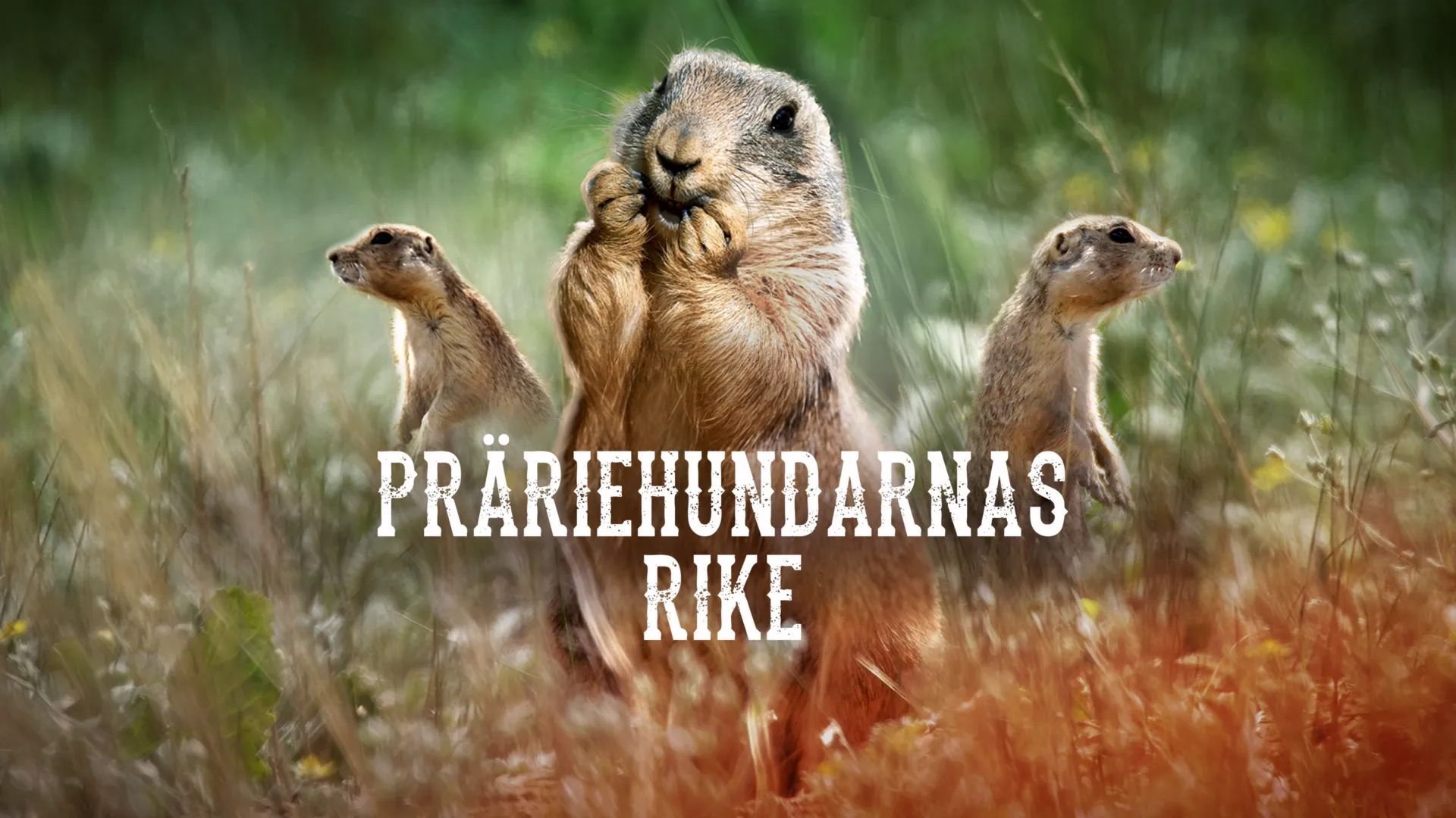 Präriehundarnas rike