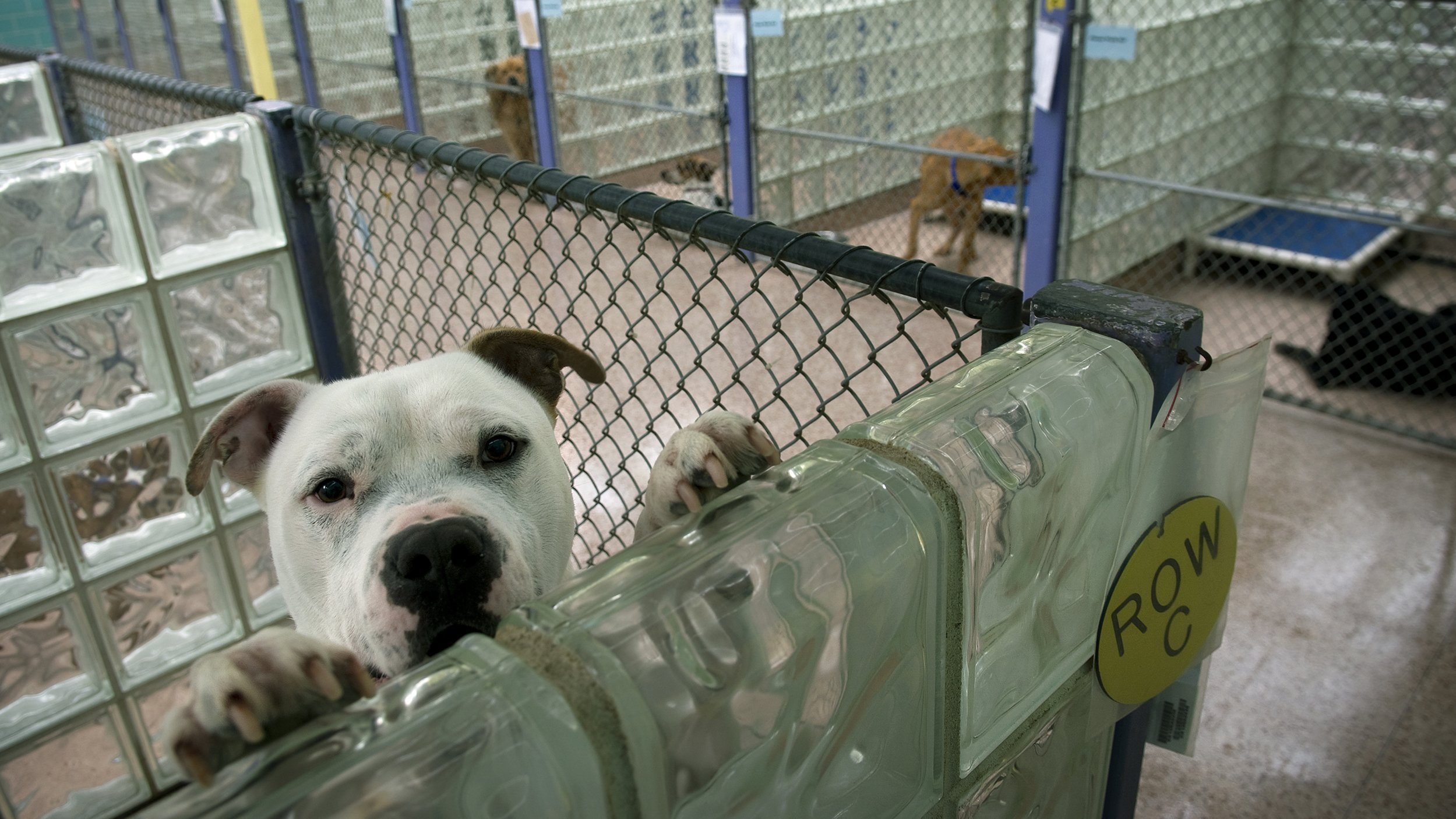 20. Special Edition: Agents in Training