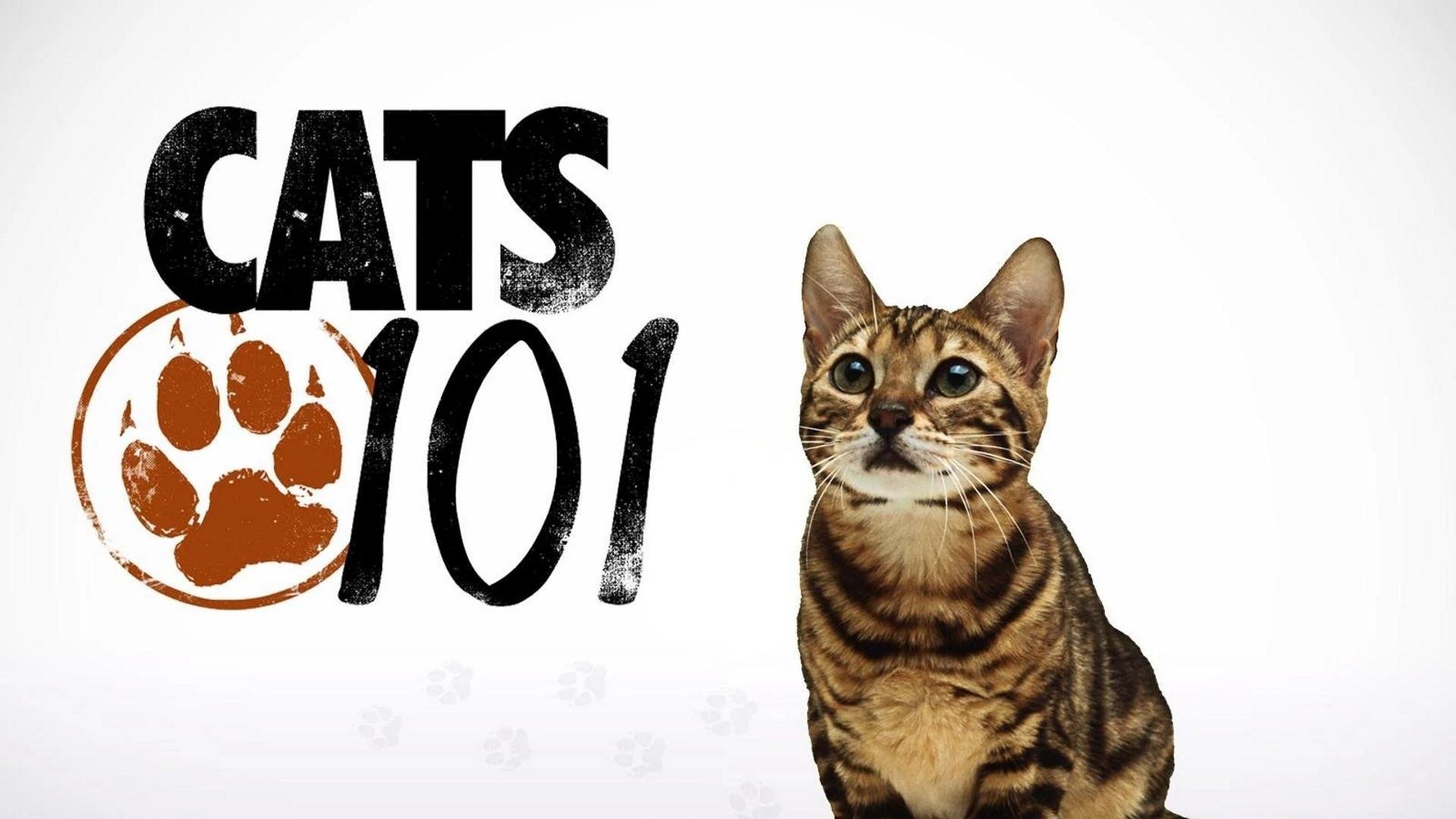 Cats 101