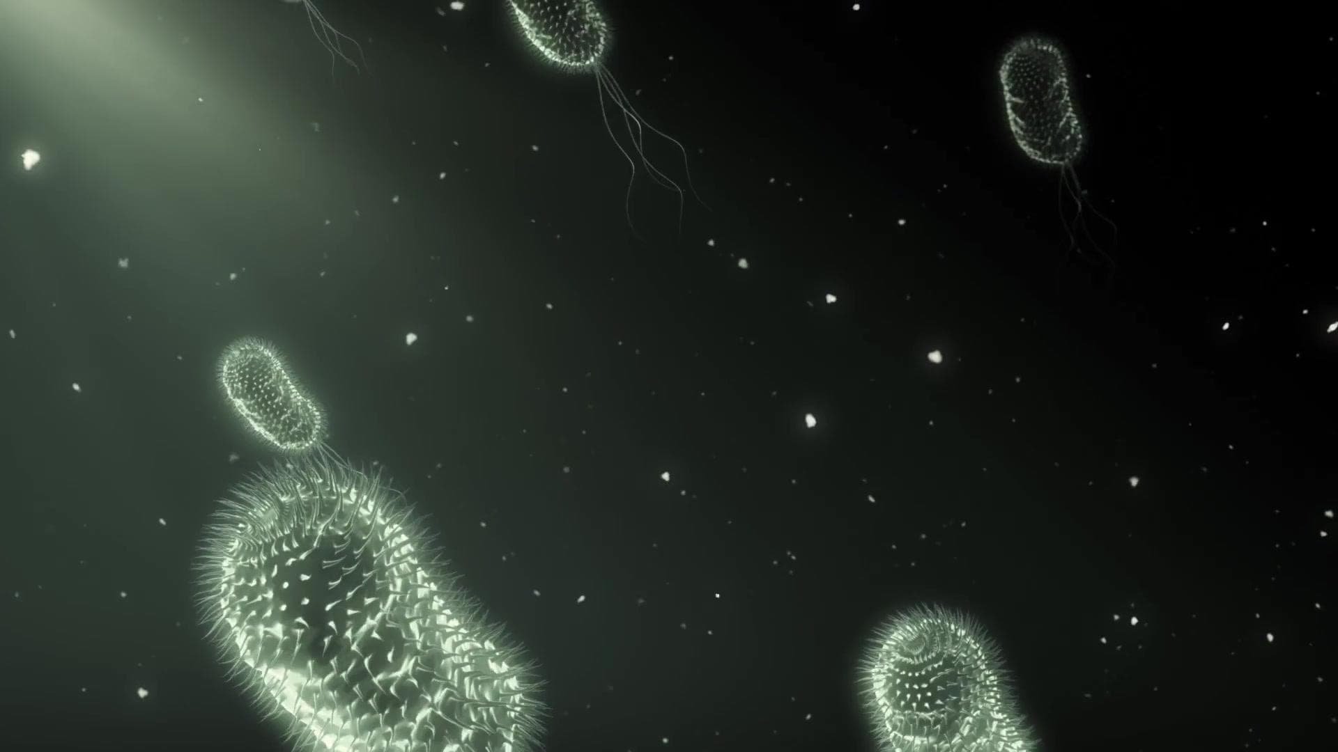 Viruses: Destruction And Creation
