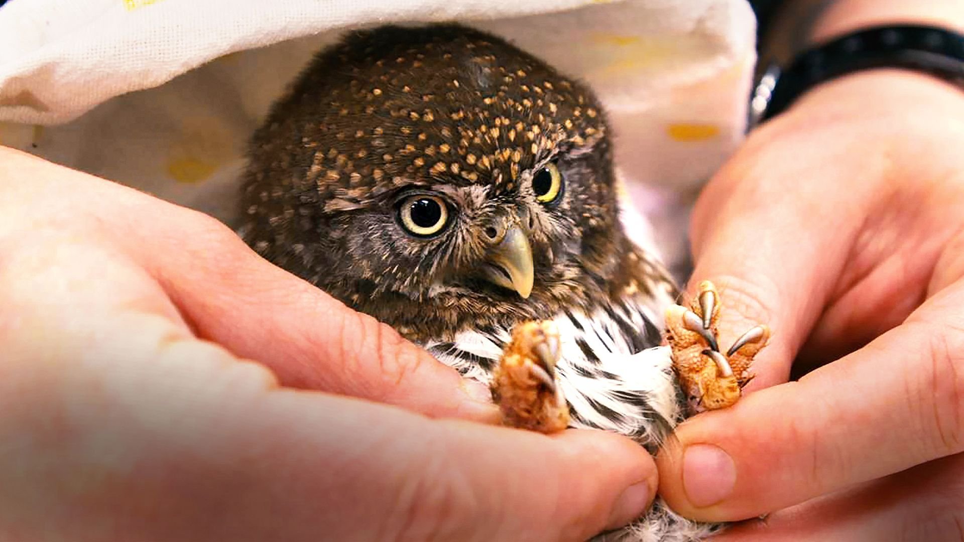 Alaska Animal Rescue