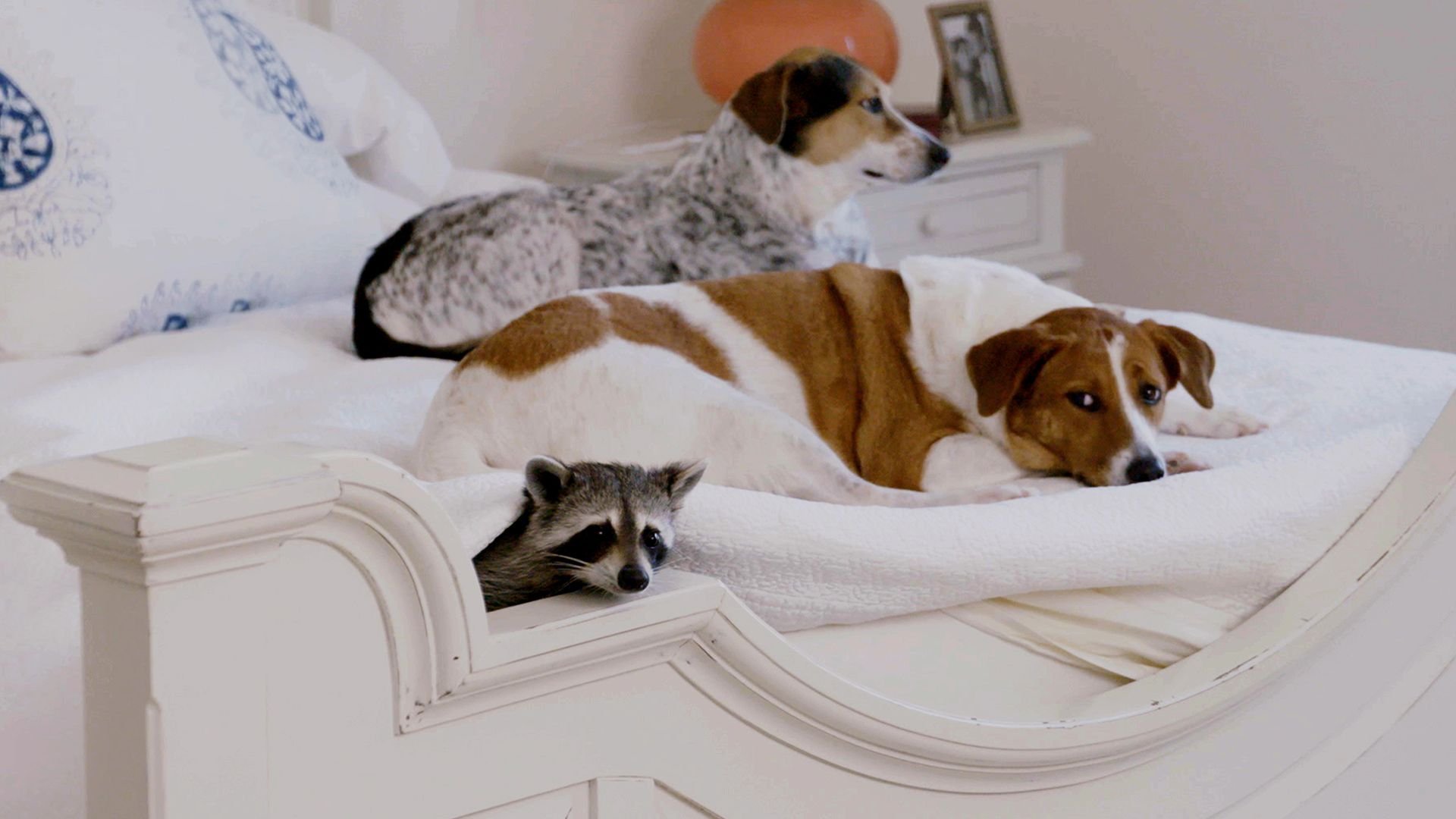 Ovanliga djurkompisar