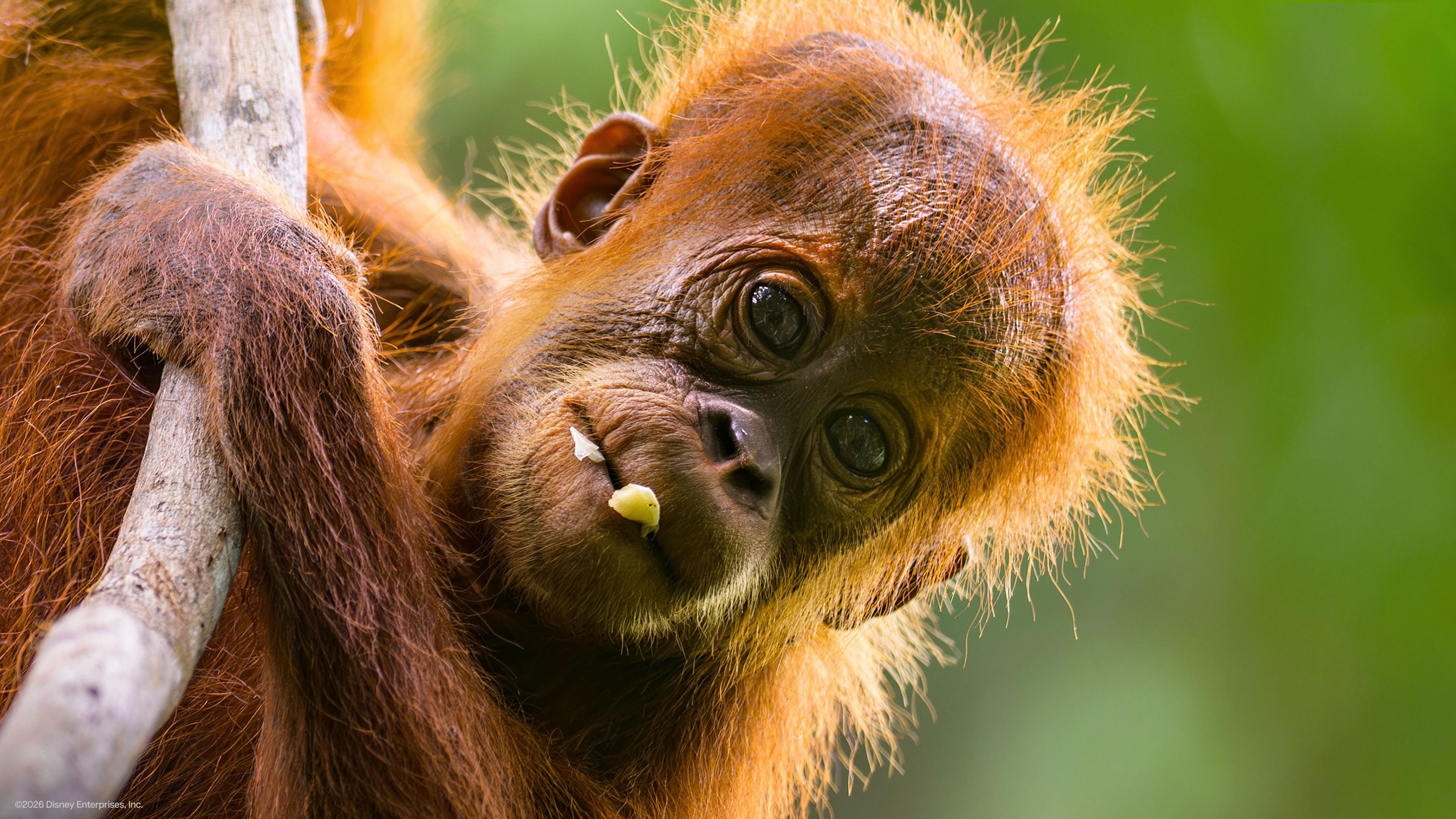 Orangutan
