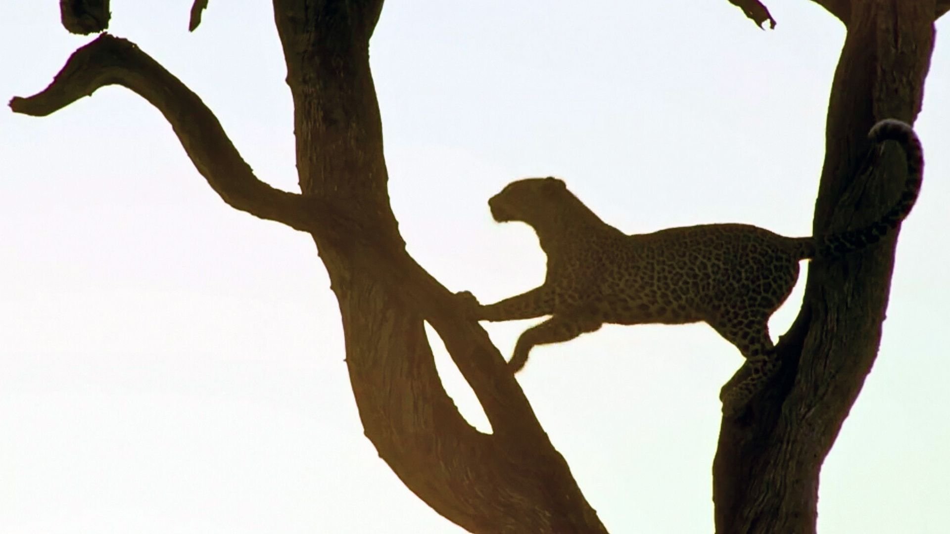 Leva i hetta: Afrika