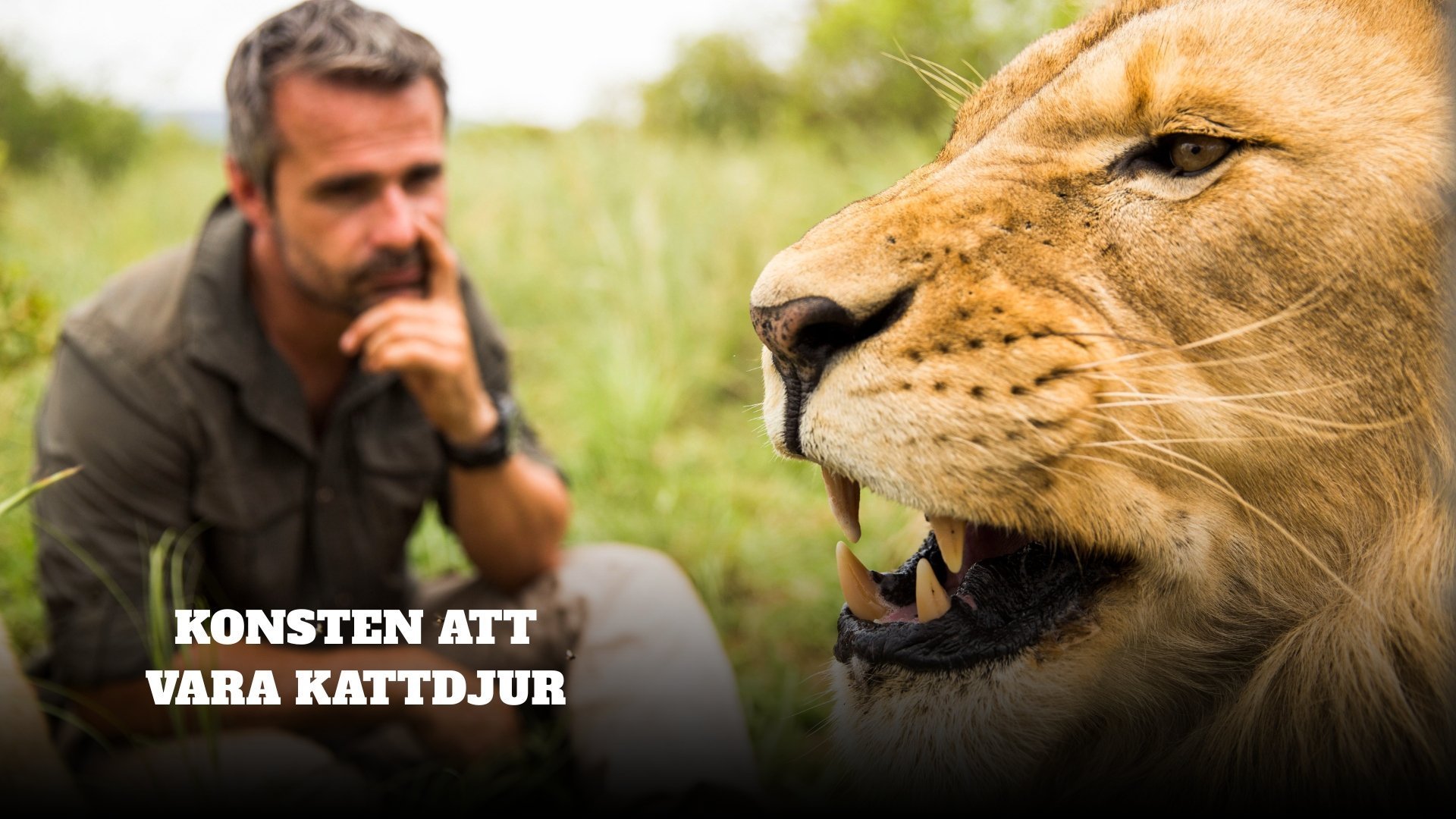 Konsten att vara kattdjur