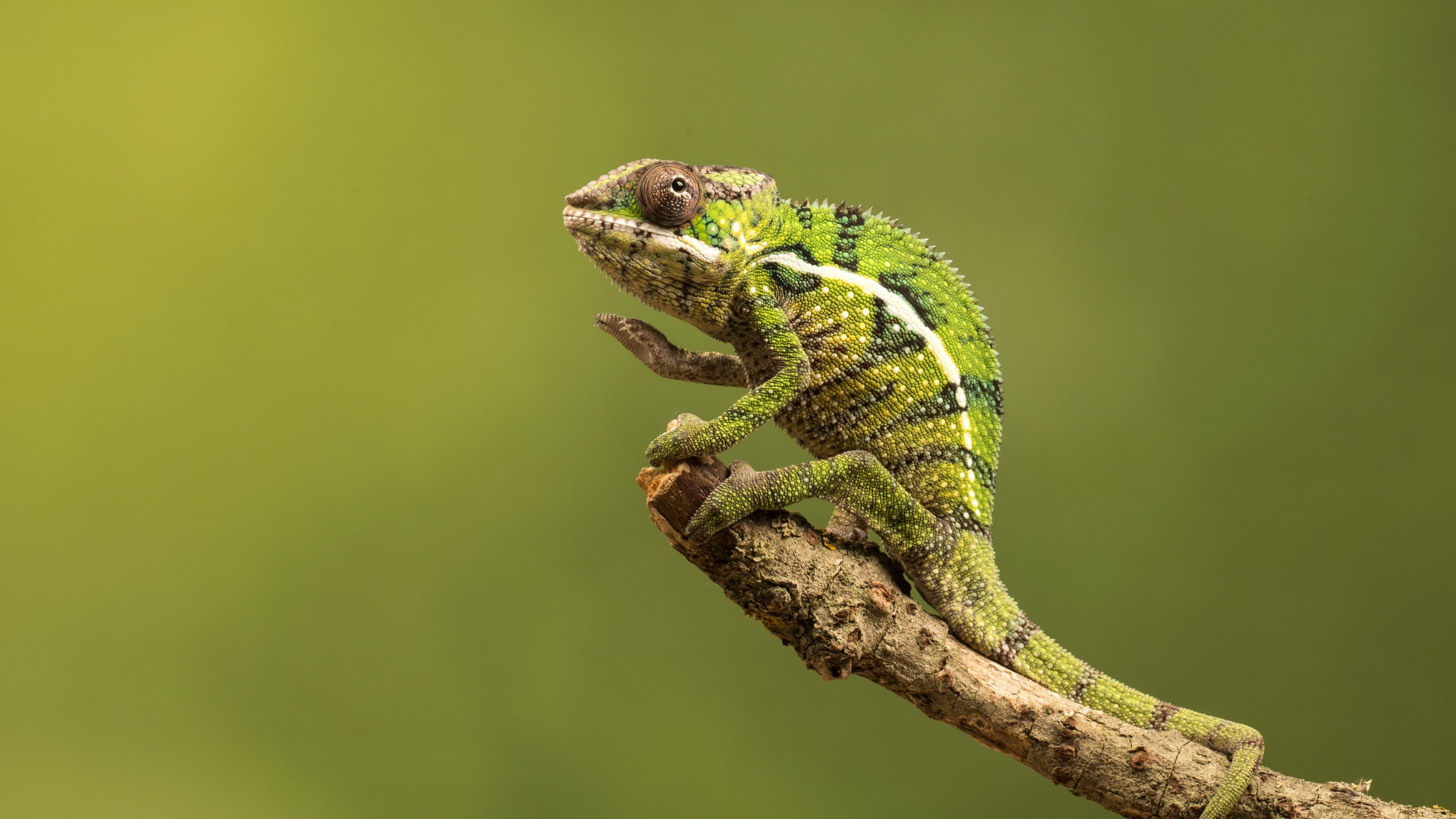 10. Rainforest Ninja