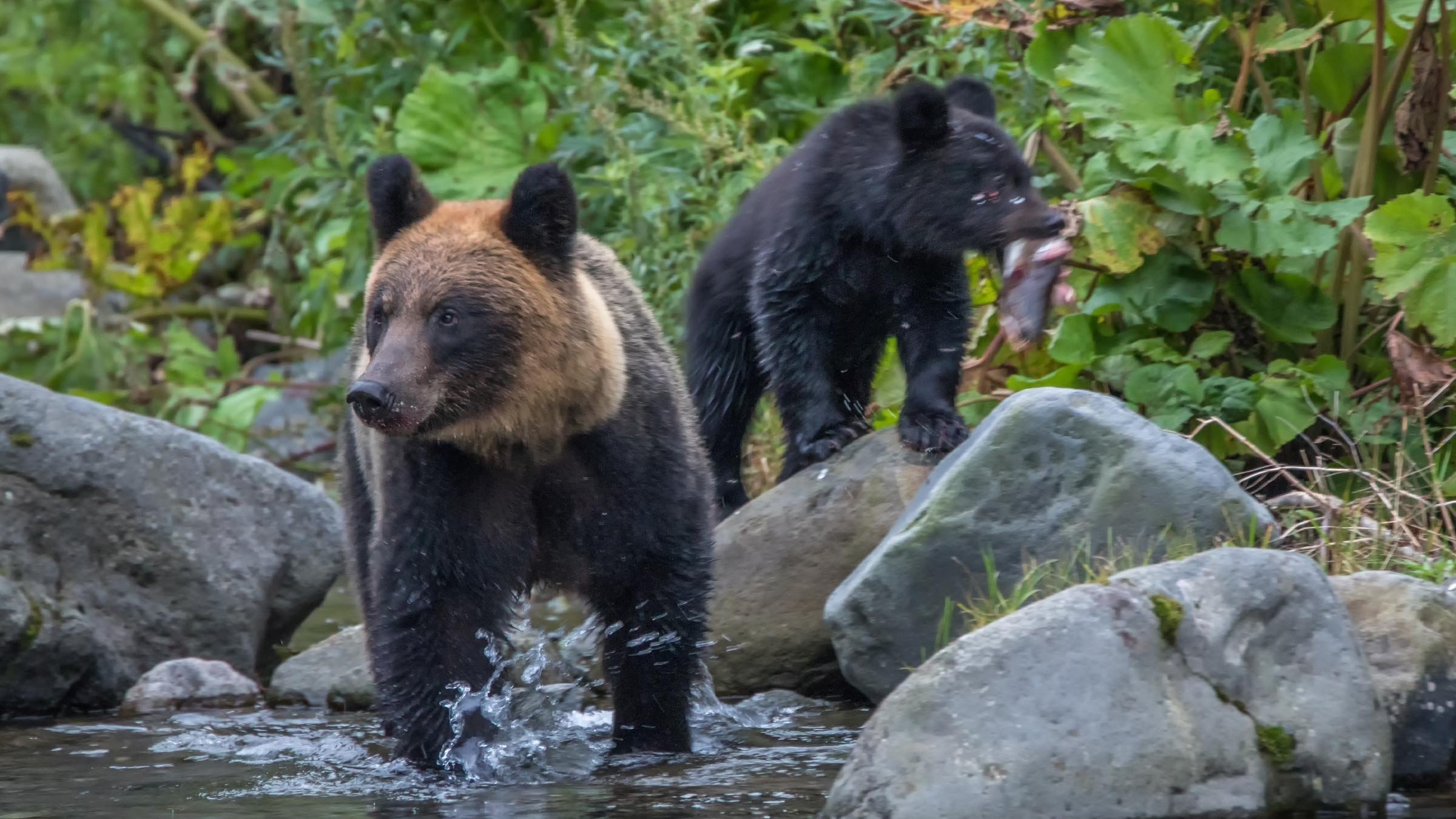 Asia's Wild Secrets