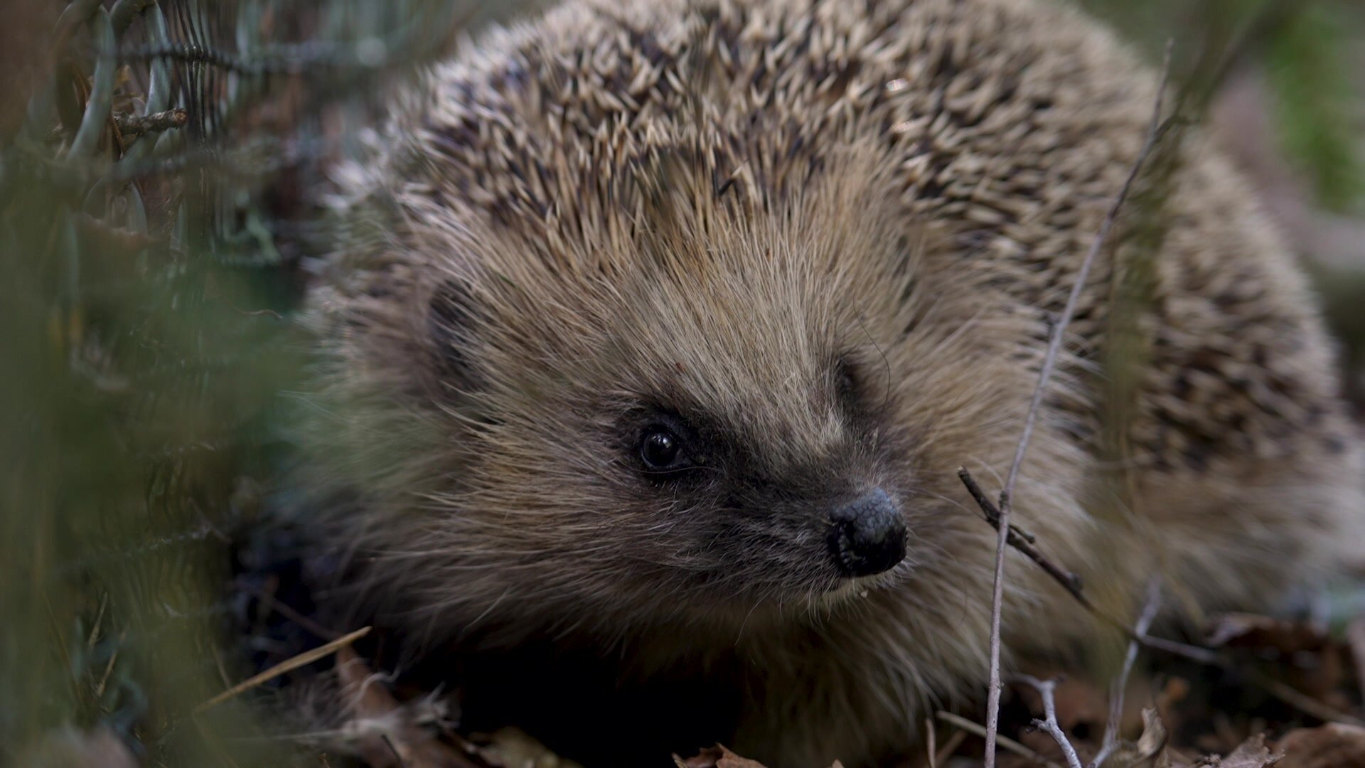 45. Miniteve: I naturen S01 E045